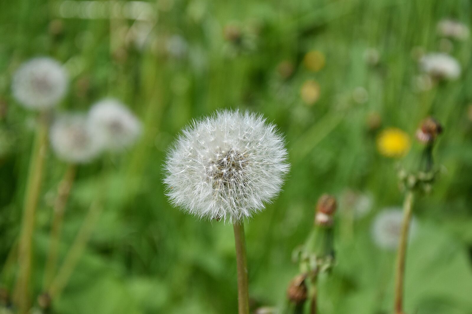 Nikon D3400 sample photo. Dandelion, macro, summer photography
