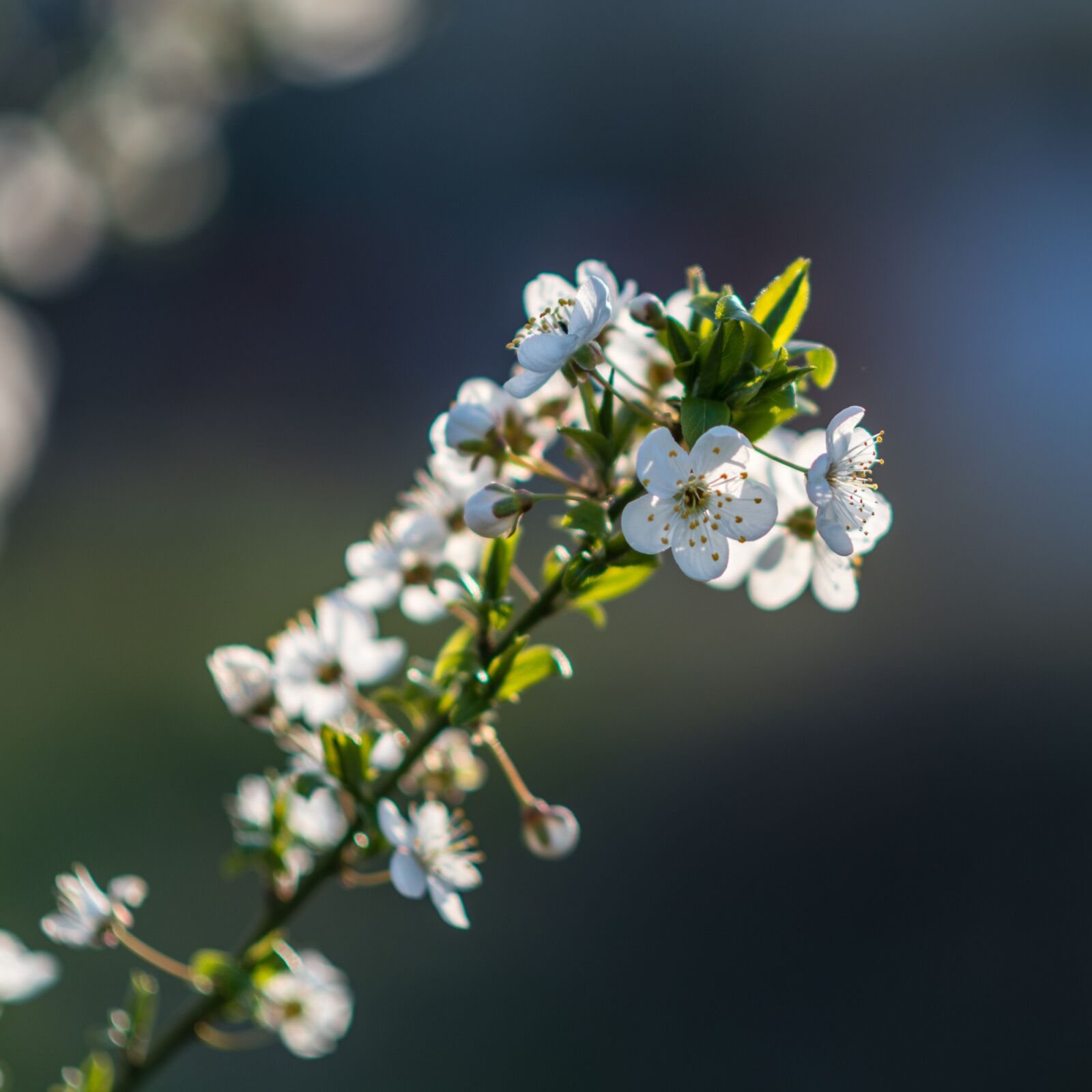 Nikon D850 sample photo. Nature, flowers, white photography