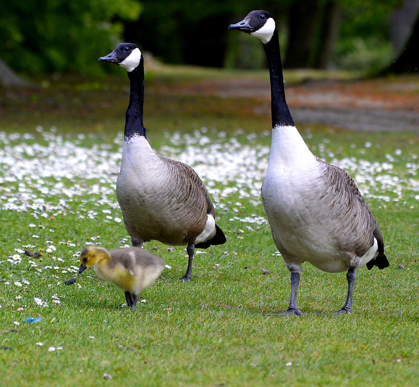 Nikon D3200 sample photo. Canada geese, chicks, young photography