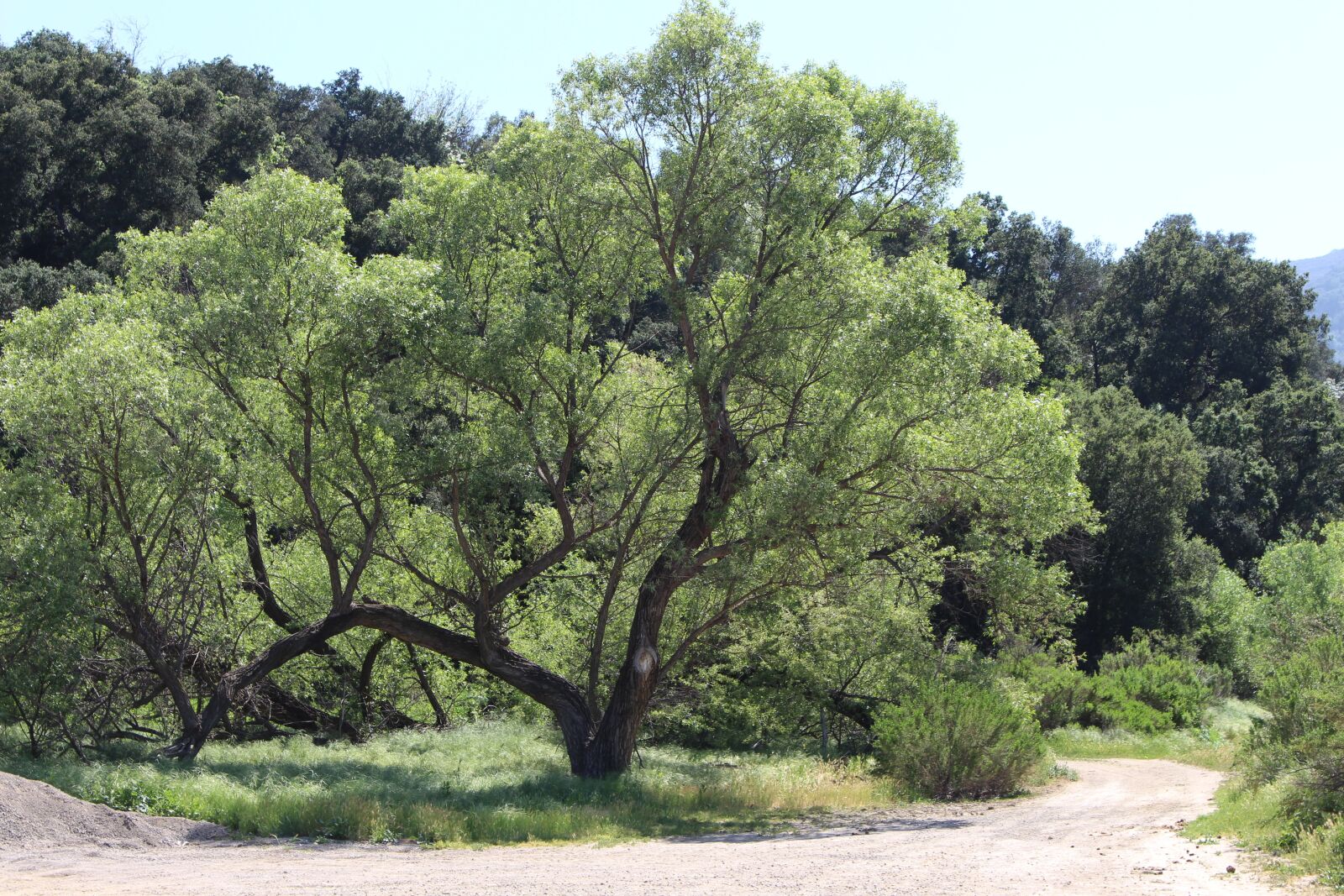 Canon EOS 700D (EOS Rebel T5i / EOS Kiss X7i) sample photo. Tree, mountain, green out photography