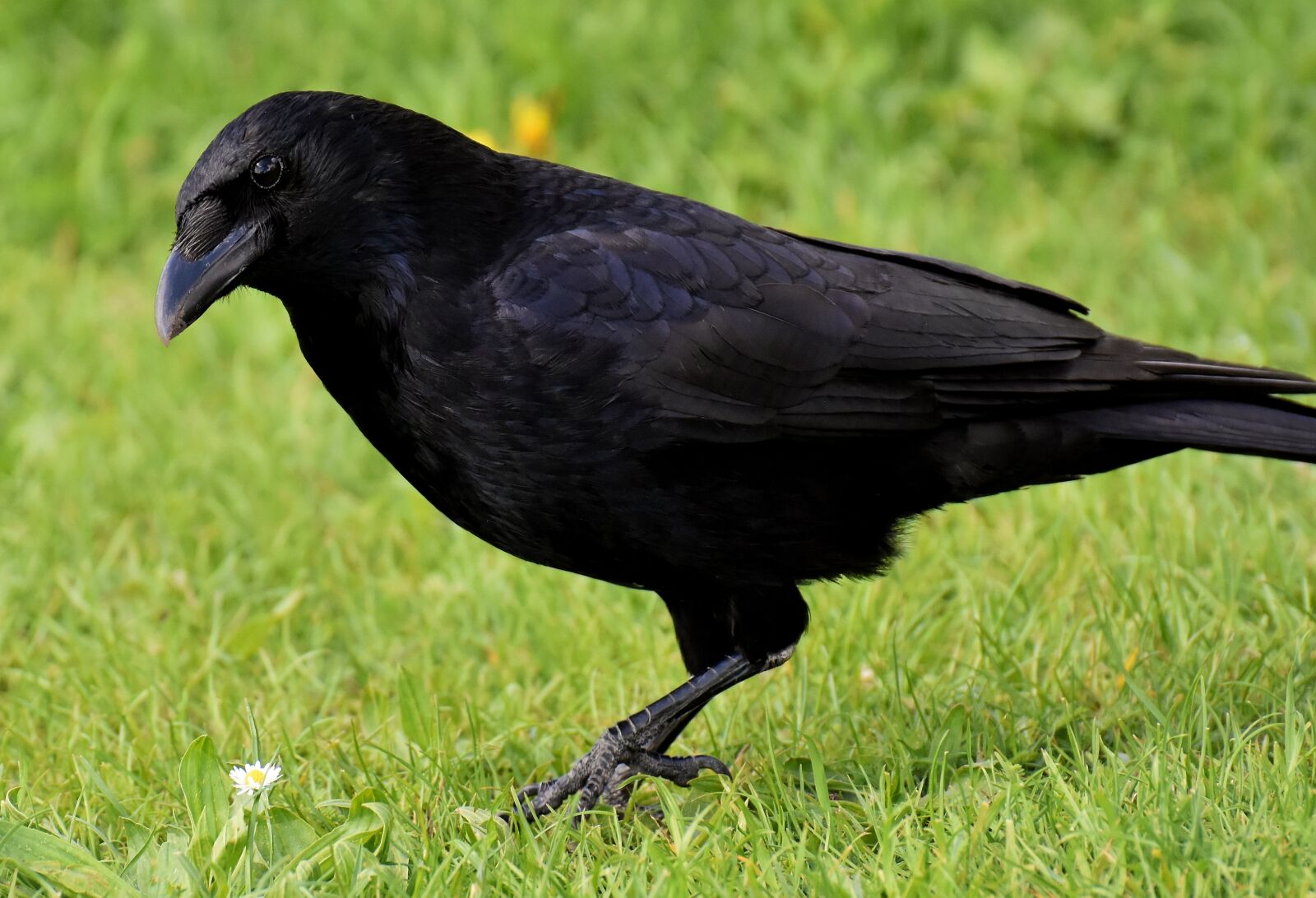Nikon D7200 sample photo. Crow, raven bird, raven photography