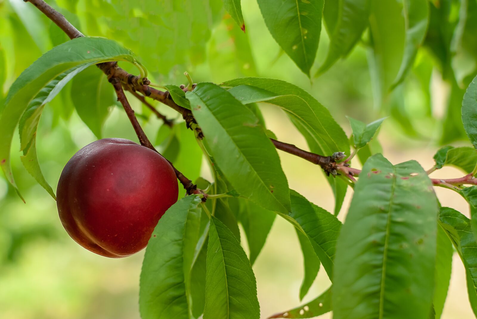 Nikon D80 sample photo. Fruit, plum, red photography