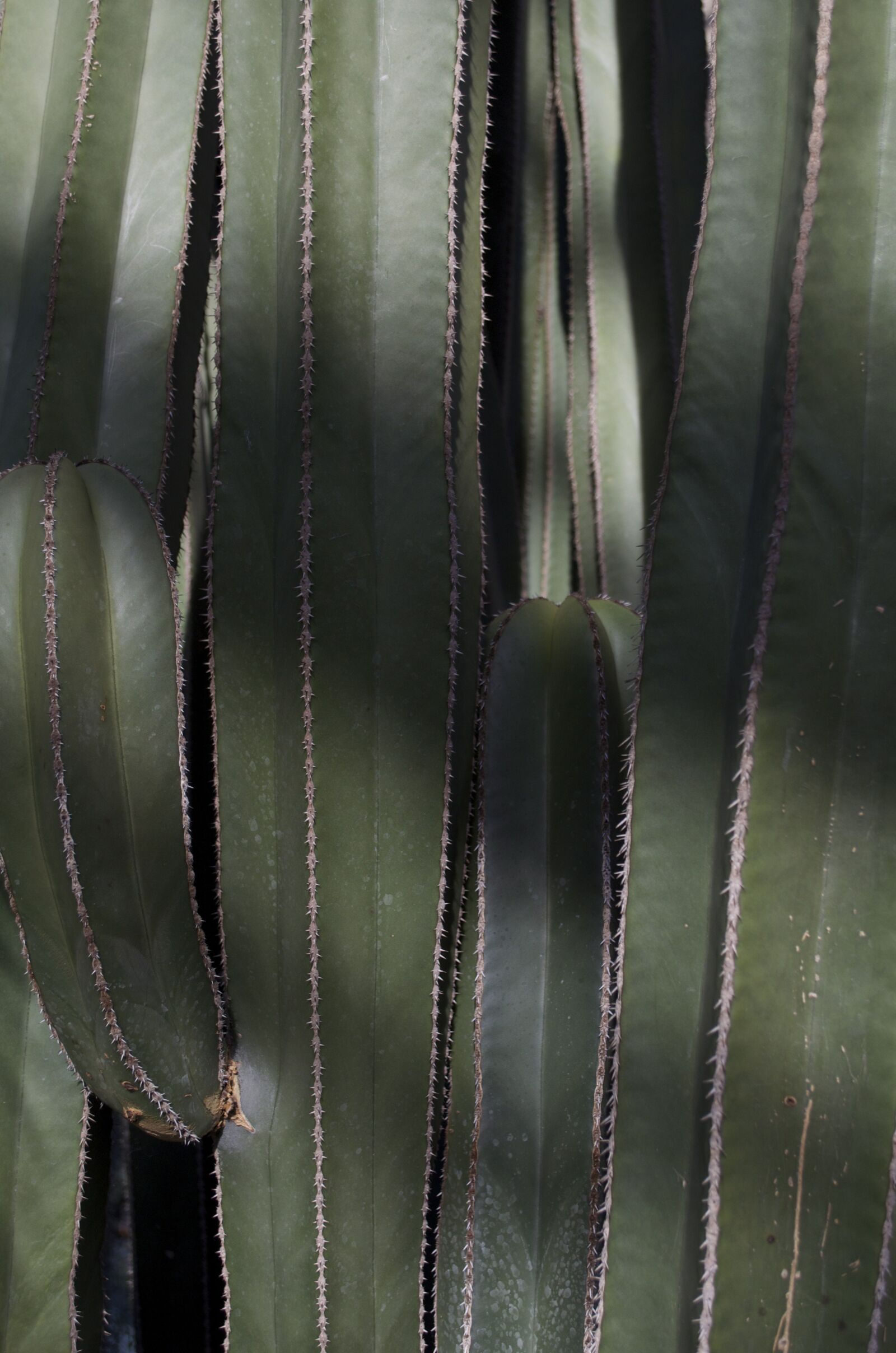 Nikon D5100 sample photo. Cactus, plant, longwood photography