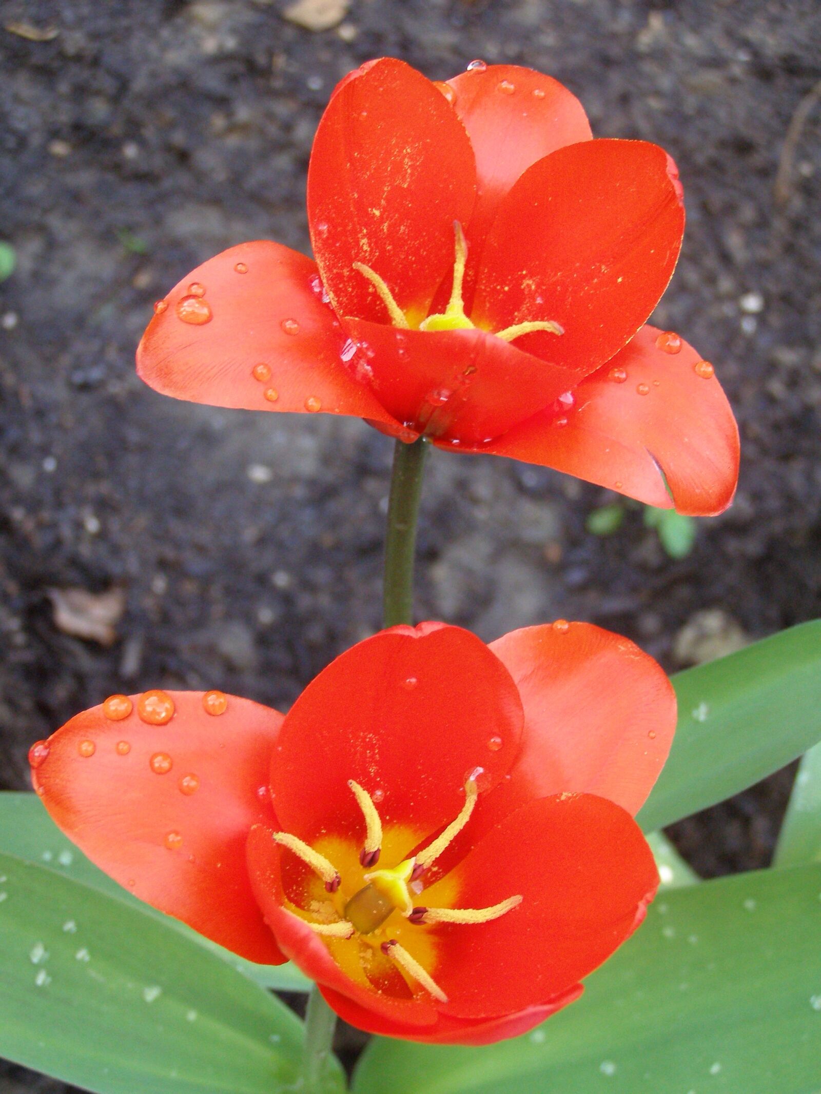 Olympus SP500UZ sample photo. Tulip, red flower, close photography