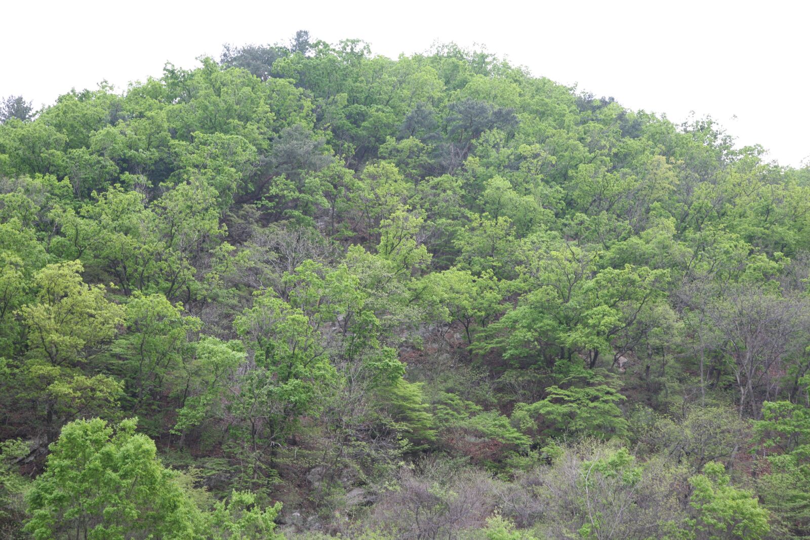 Canon EOS 5D sample photo. Spring mountain, green, wild photography