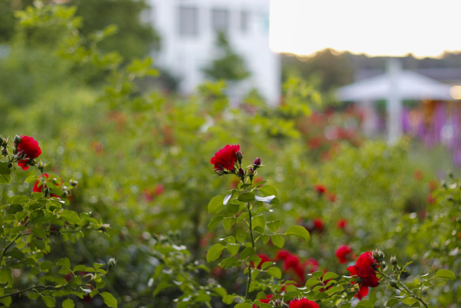 Canon EOS 60D + Canon EF 50mm F1.8 II sample photo. Germany, garden, nature photography