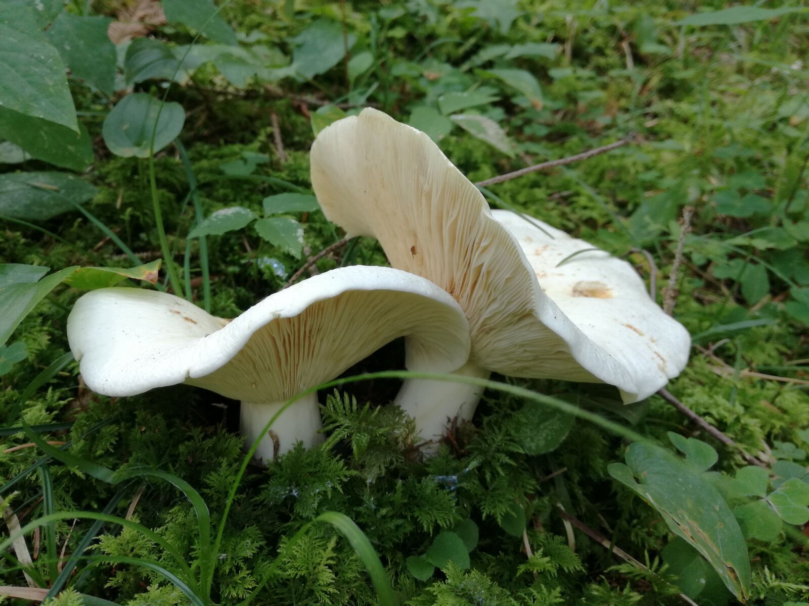 HUAWEI P9 LITE sample photo. Mushrooms, nature, biology photography