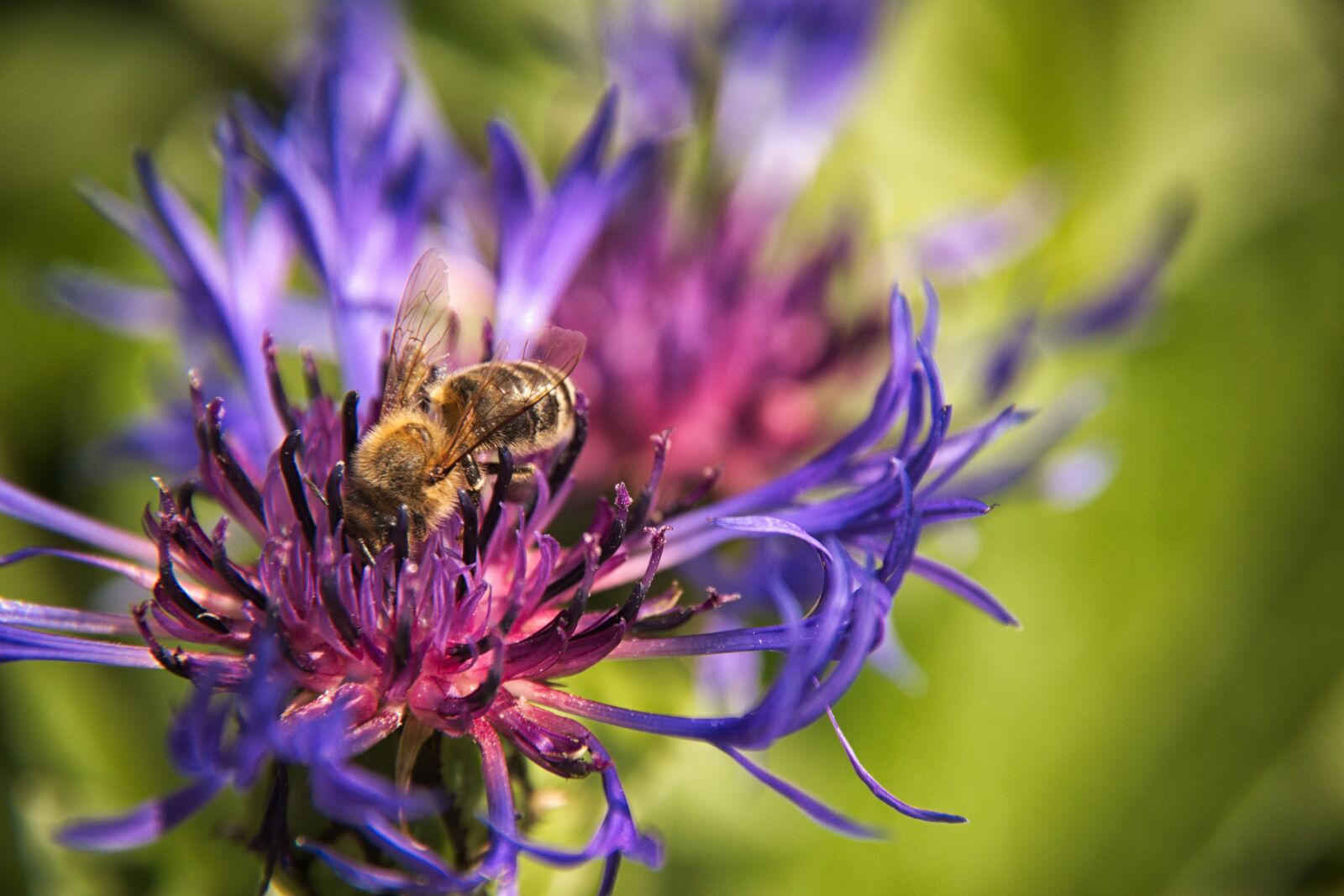 Nikon D5500 sample photo. Cornflower, bee, flower photography