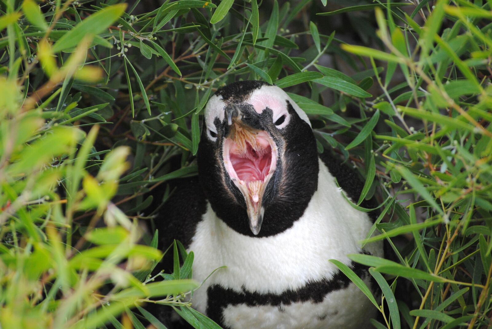 Nikon D3000 sample photo. Penguin, south africa, cape photography