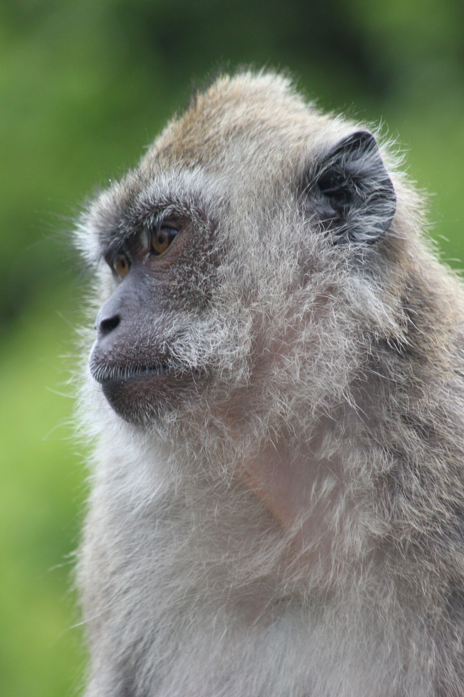 Canon EOS 550D (EOS Rebel T2i / EOS Kiss X4) sample photo. Monkey, portrait, nature photography
