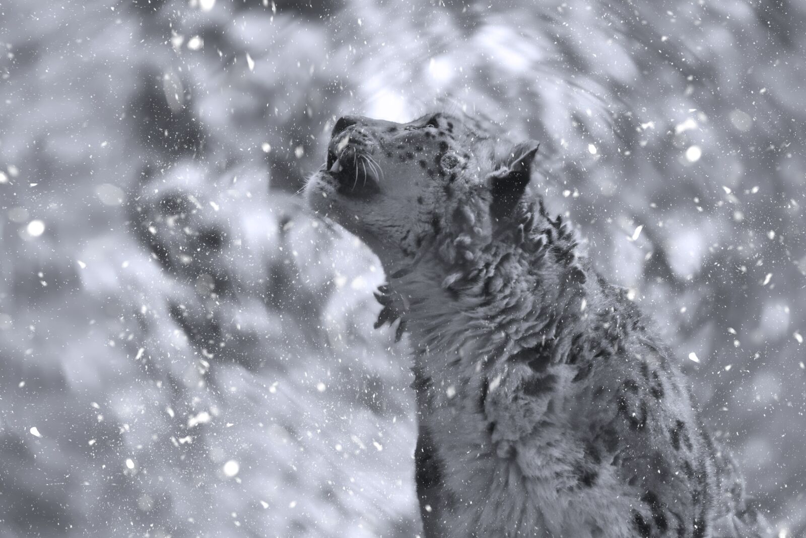 Nikon D810 sample photo. Snow leopard, grey, animals photography