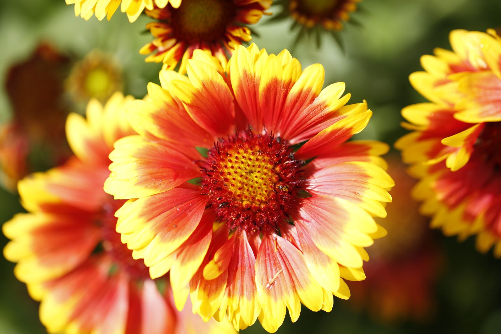 Canon EF 100mm F2.8L Macro IS USM sample photo. Flower, red, yellow photography