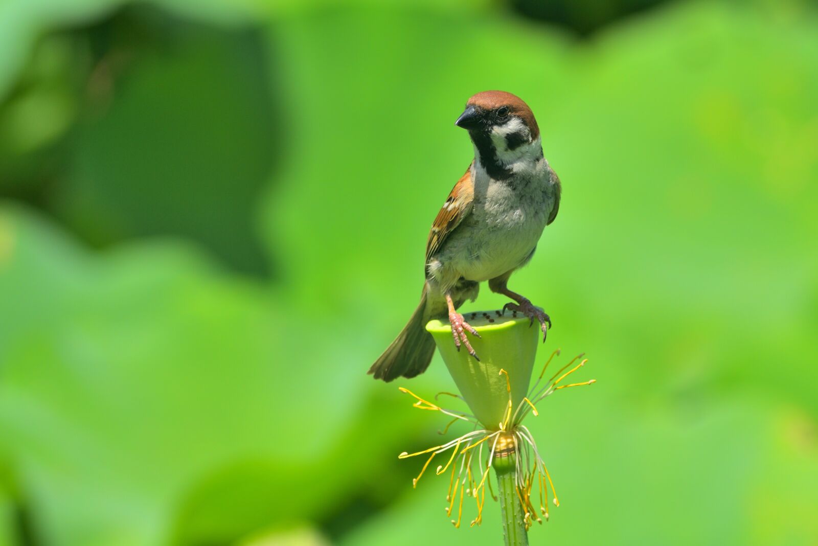Nikon D750 sample photo. Animal, bird, sparrow photography