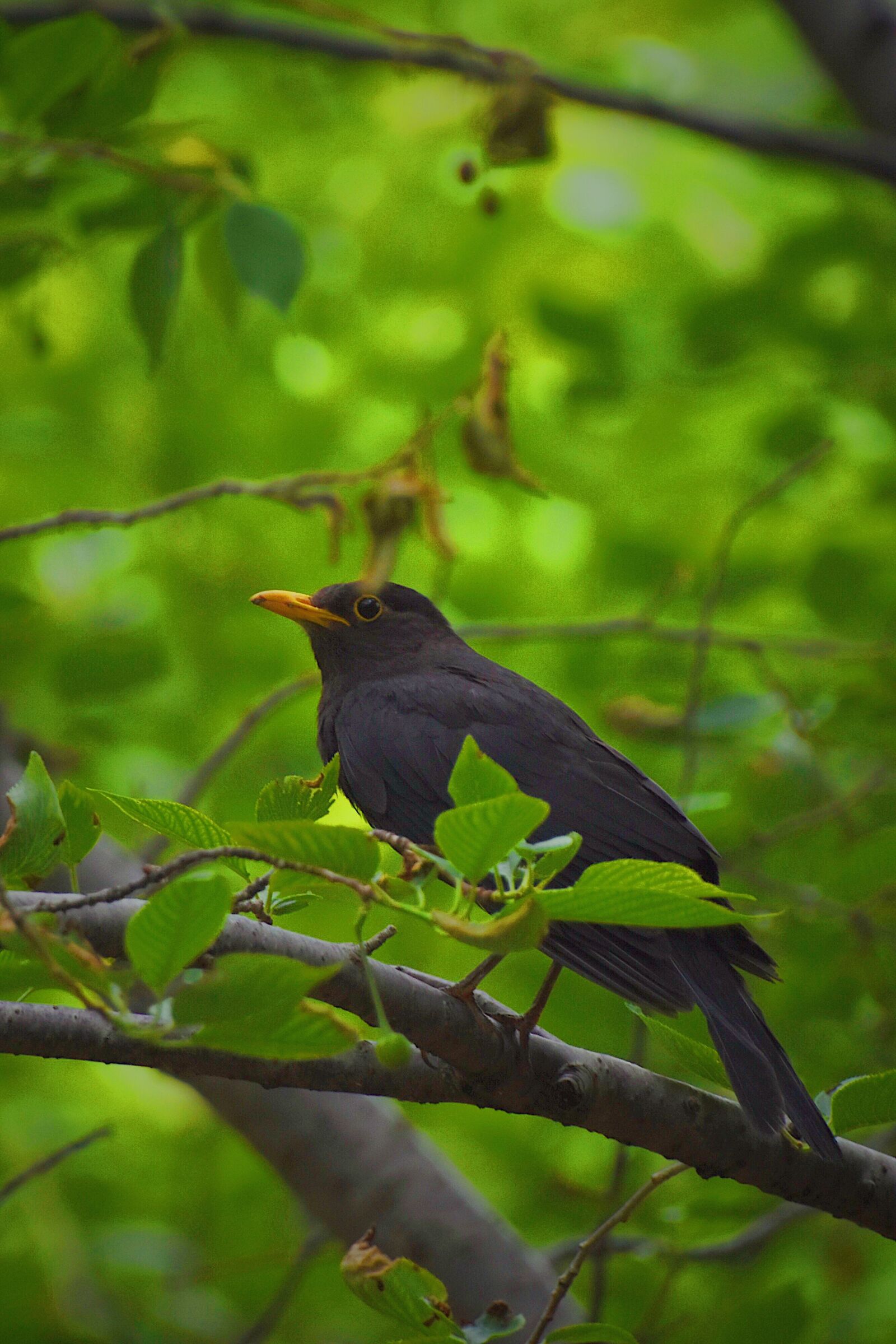Nikon D7200 sample photo. Bird, blackbird, natural photography