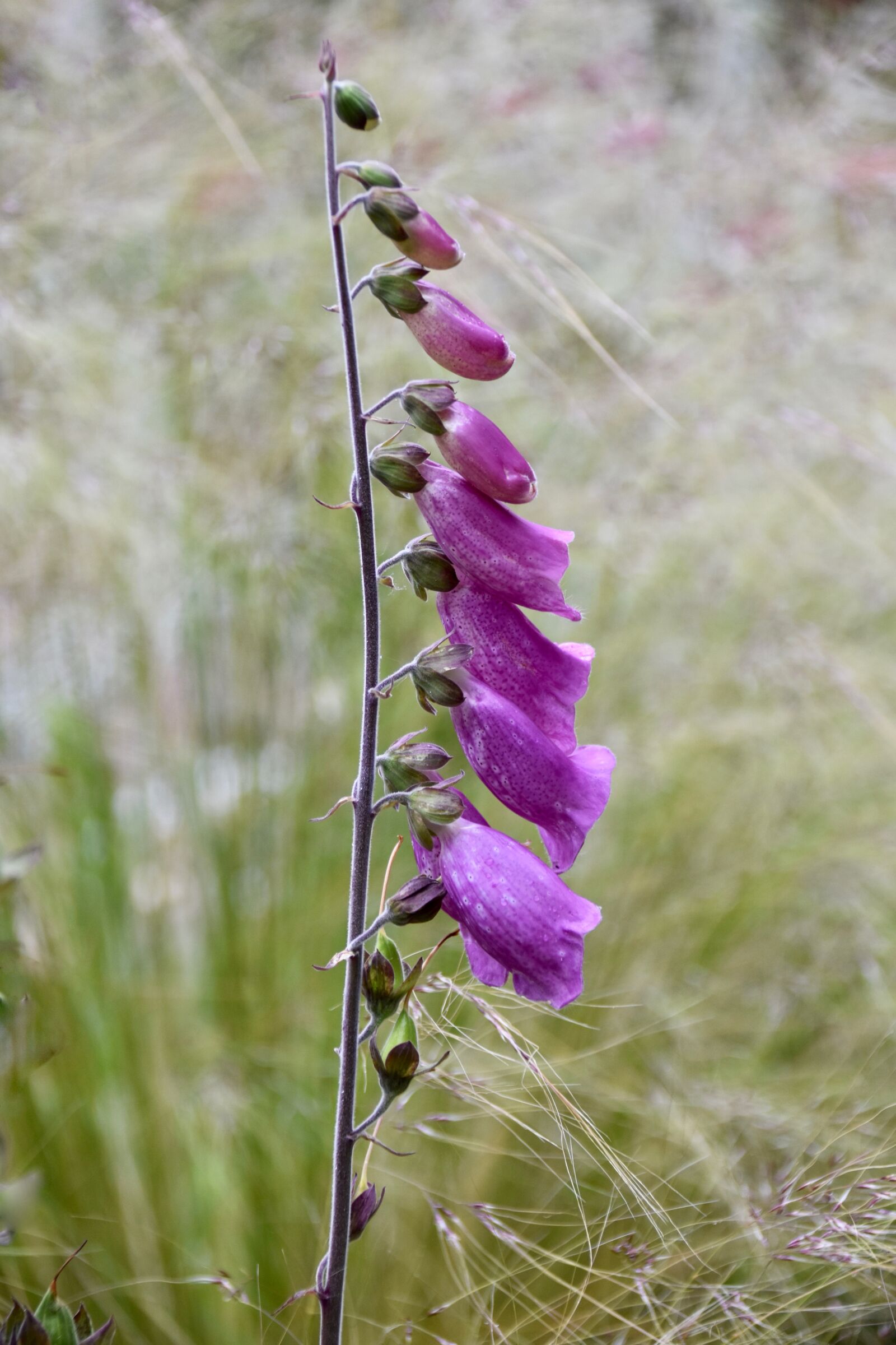 Nikon D5600 sample photo. Flower, flower digital, flower photography