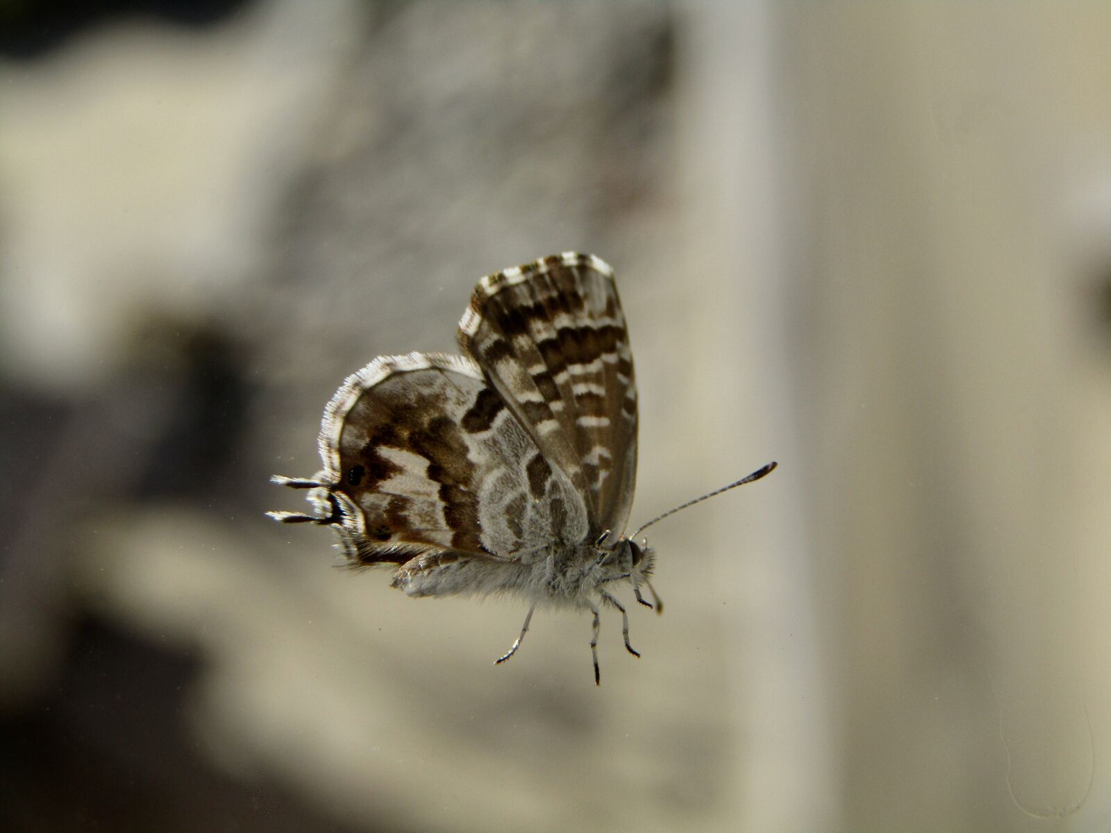 Canon PowerShot SX410 IS sample photo. Butterfly, fall, insect photography