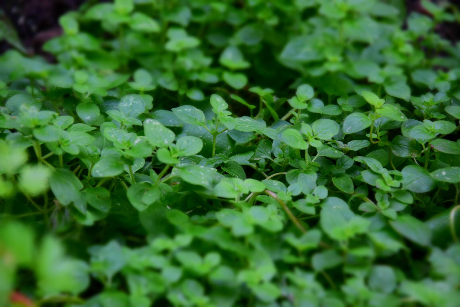 Nikon D5300 sample photo. Oregano, culinary herbs, spice photography