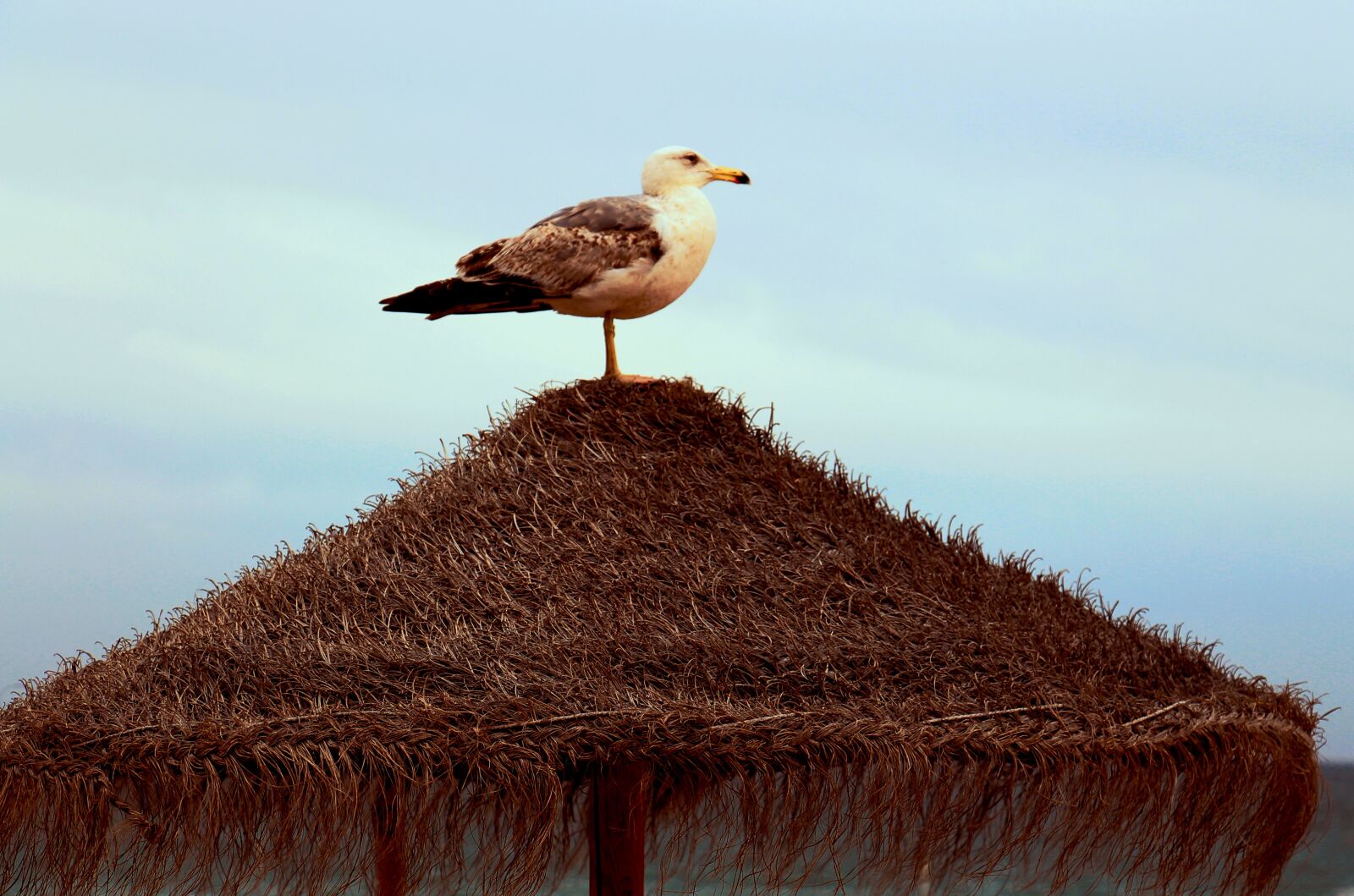Canon EOS 700D (EOS Rebel T5i / EOS Kiss X7i) sample photo. Mar, gaiovata, animal photography
