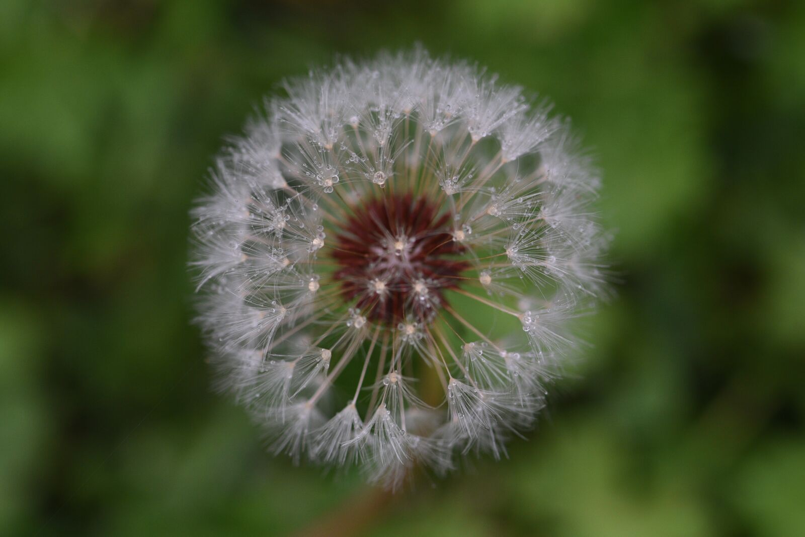 Nikon D750 sample photo. Weed, flower, puffball photography