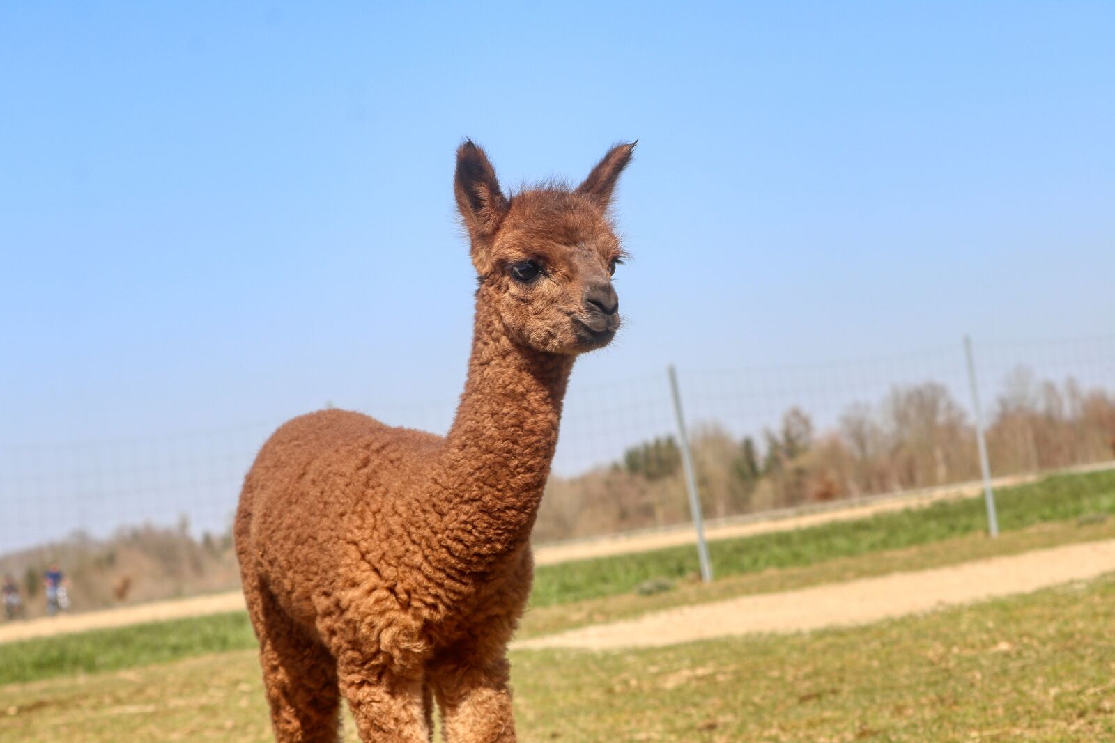 Canon EOS 80D sample photo. Alpaca, peru, animal photography