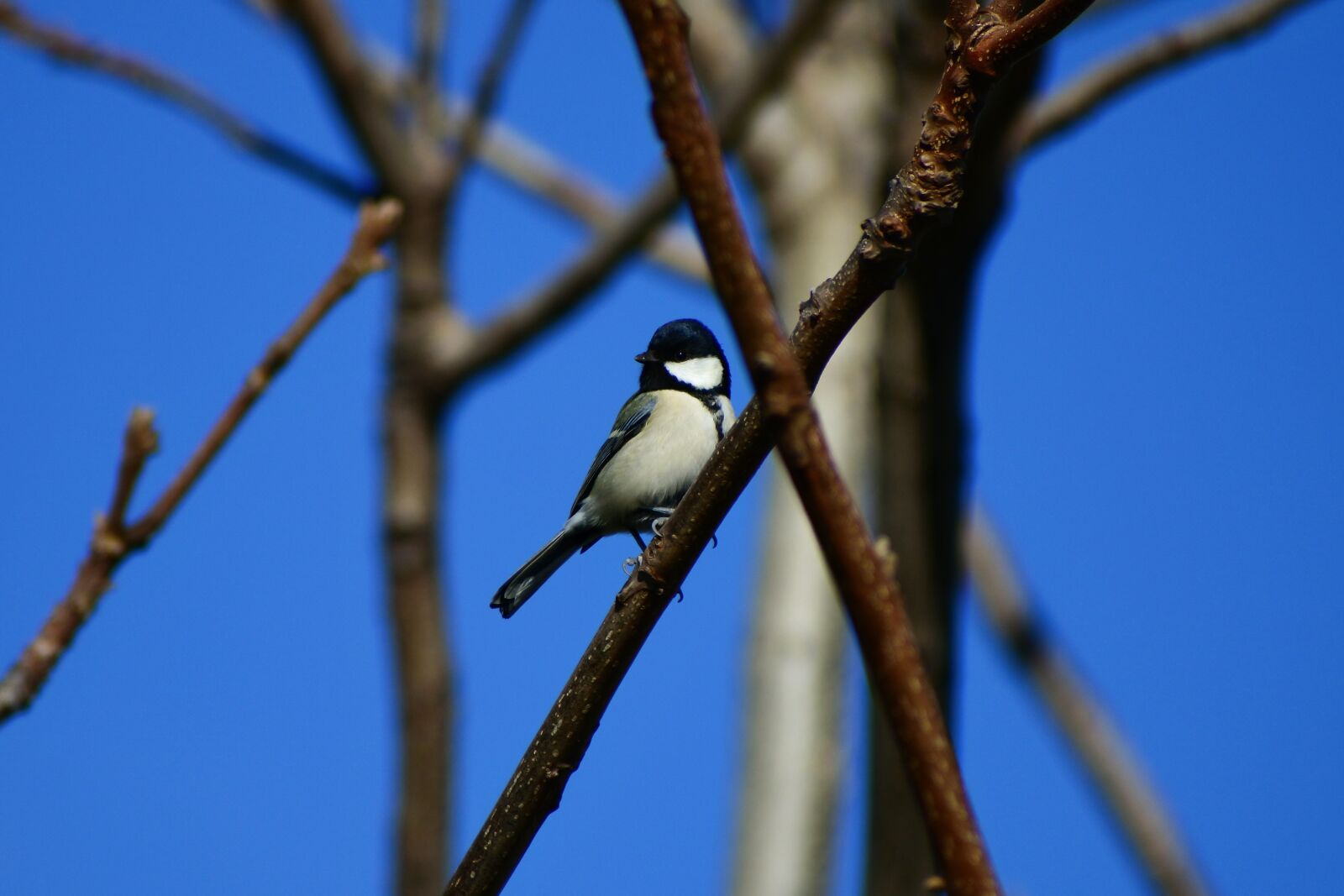 VR 70-300mm f/4.5-6.3G sample photo. Animal, forest, wood photography