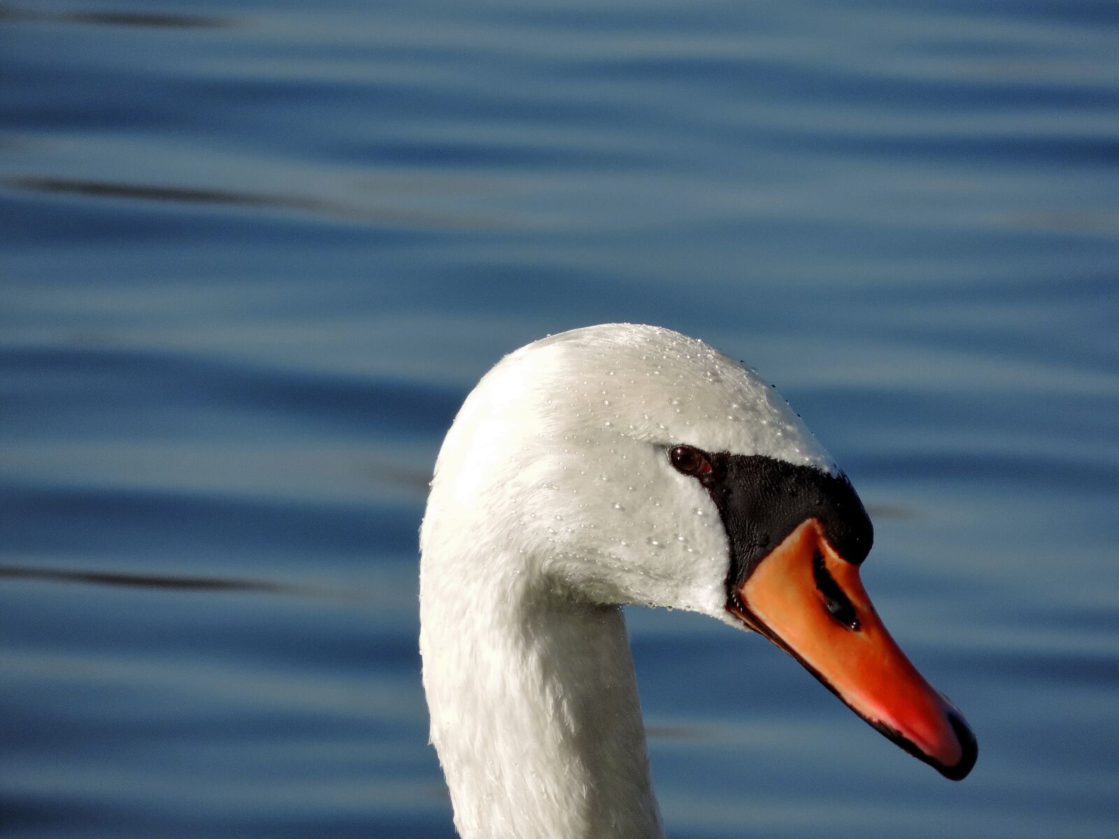 Nikon Coolpix P520 sample photo. Water, lake, swan, beak photography