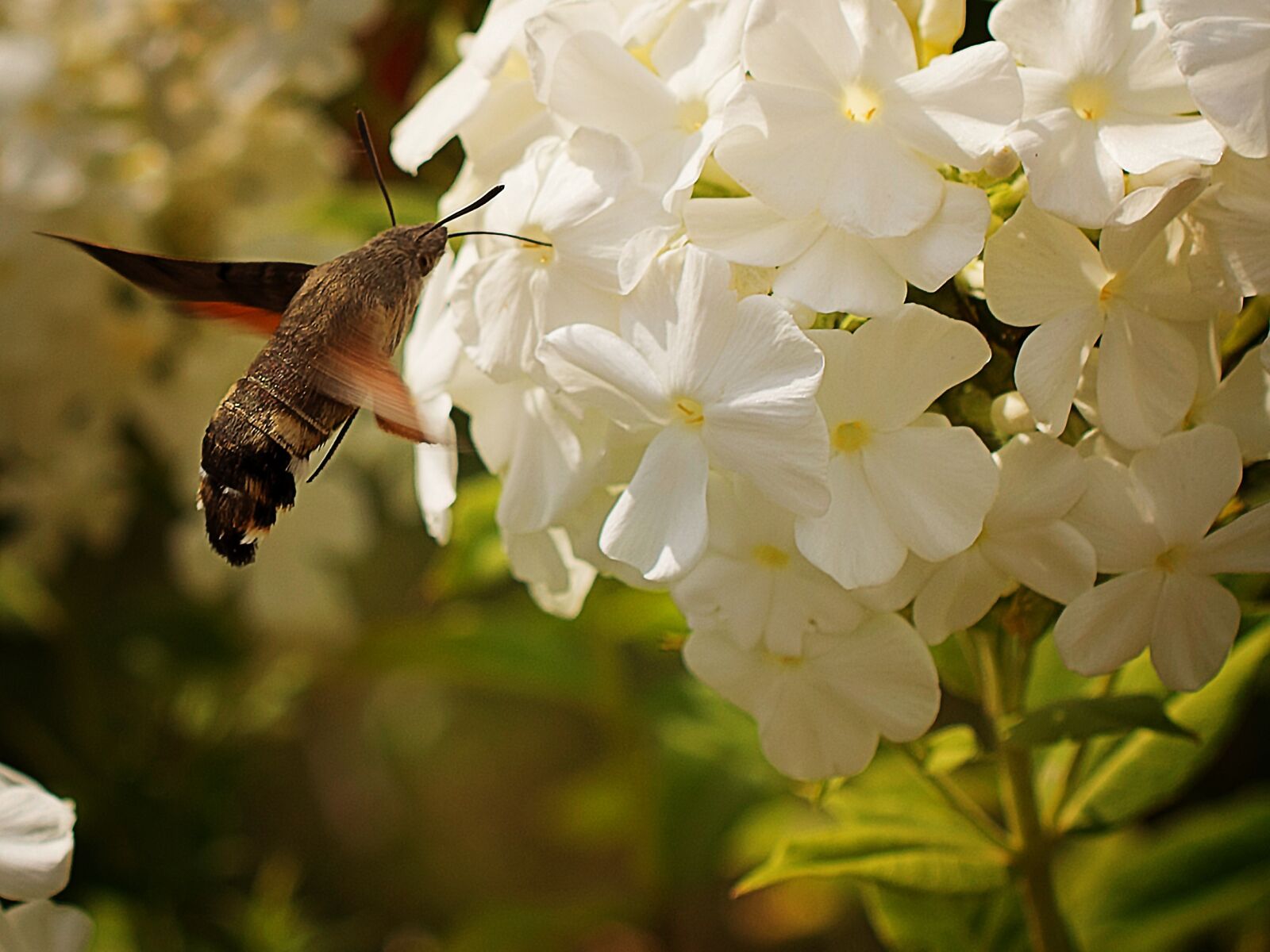 Nikon D3300 sample photo. Nature, flower, garden photography
