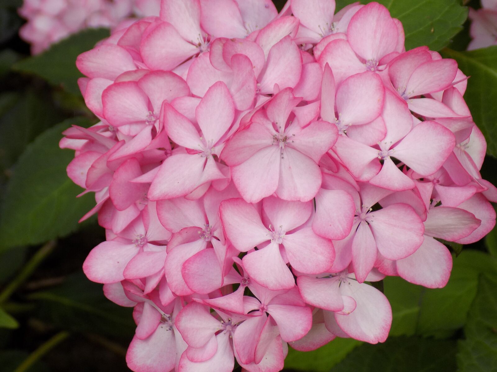Nikon COOLPIX L340 sample photo. Hydrangea, flower, plant photography