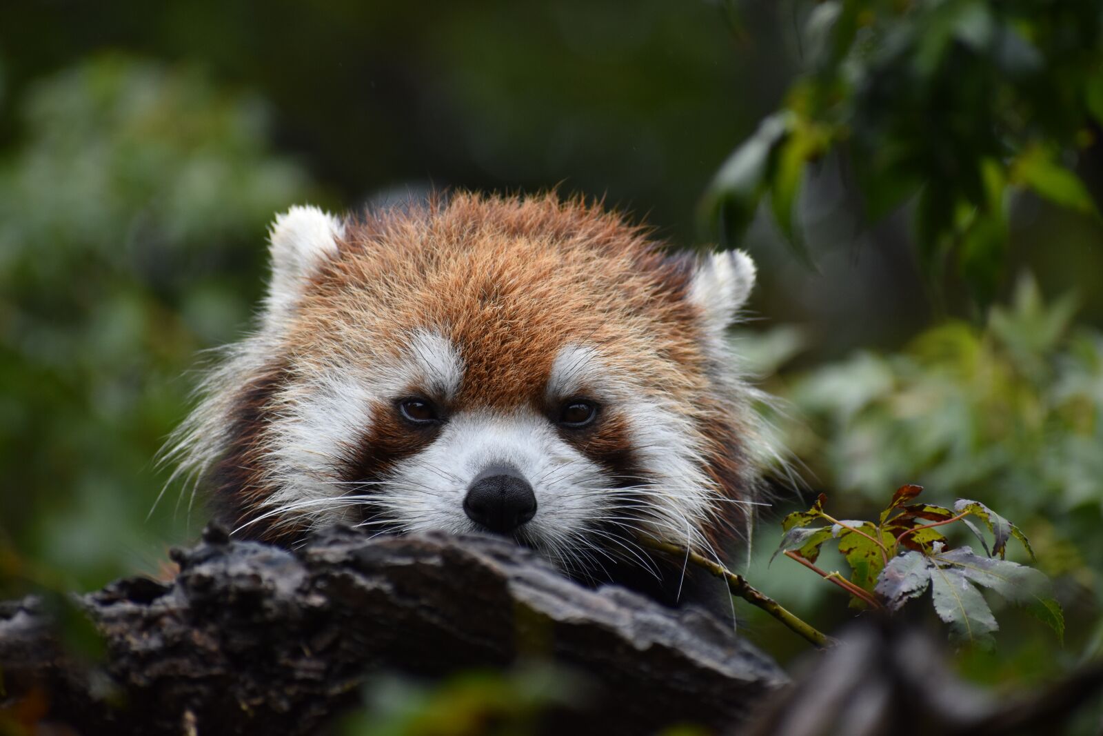 Nikon D5600 sample photo. Red, panda, animal photography