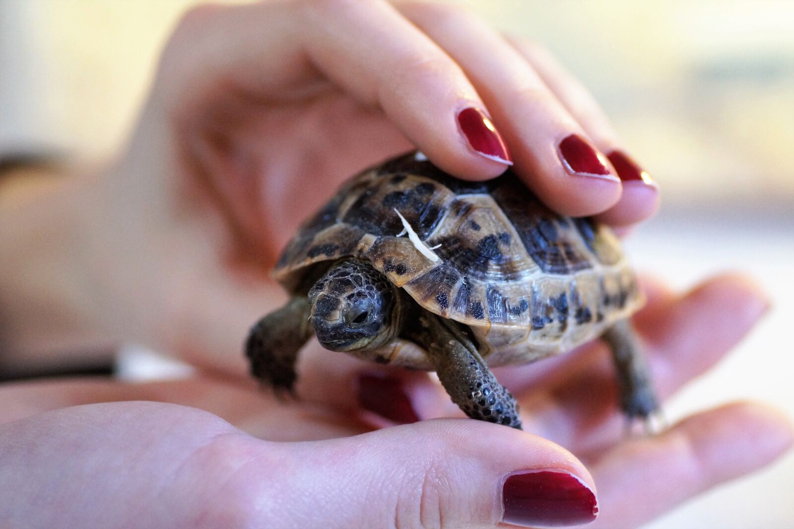 Sony SLT-A58 sample photo. Turtle, cub, reptile photography
