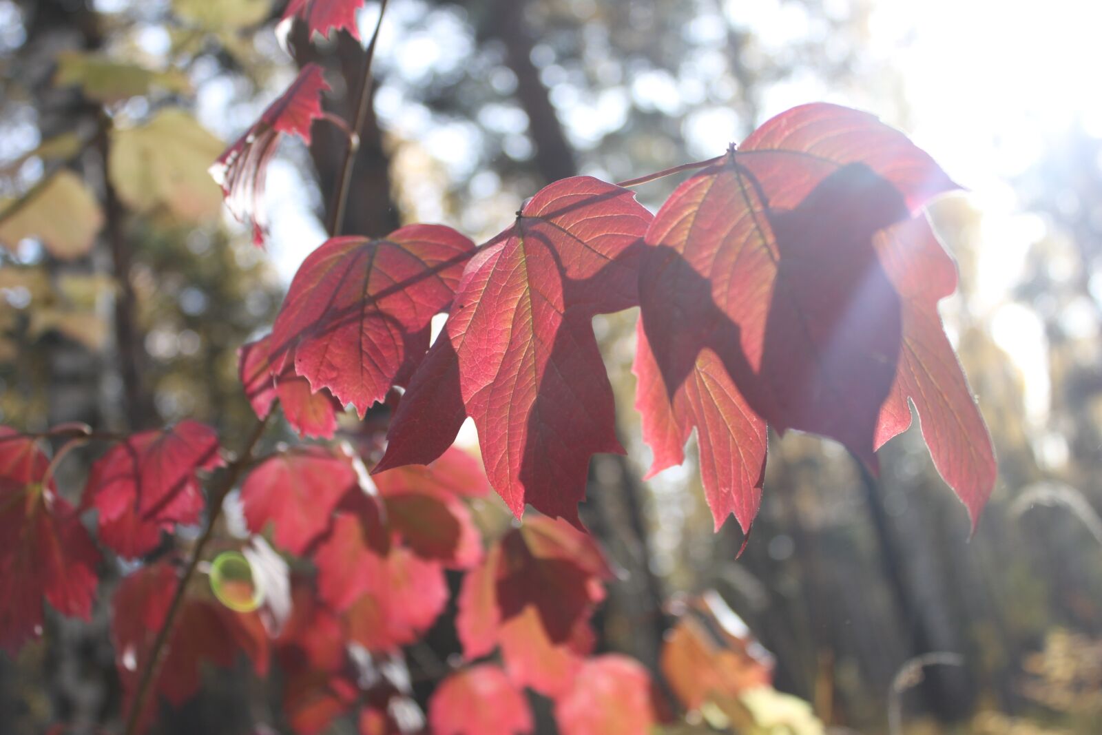 Canon EOS 500D (EOS Rebel T1i / EOS Kiss X3) sample photo. Forest, morning, beauty photography