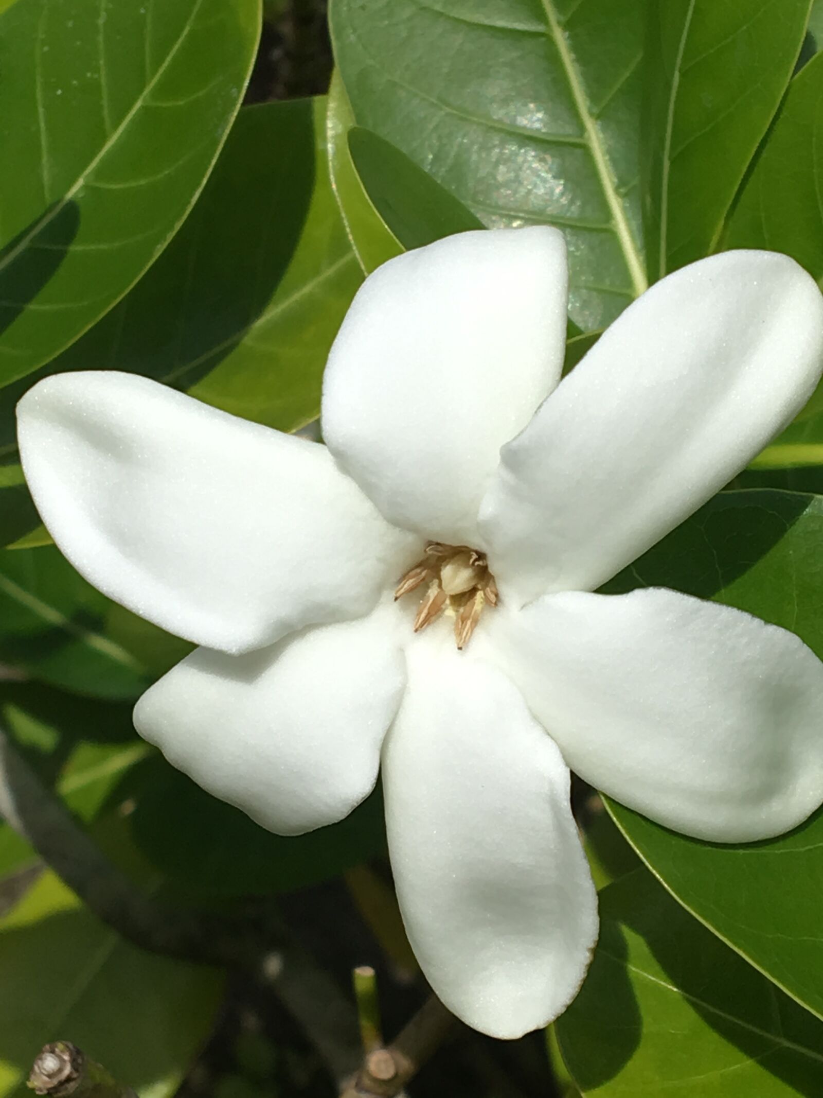 Apple iPhone 6s sample photo. Tiare, flower, white photography