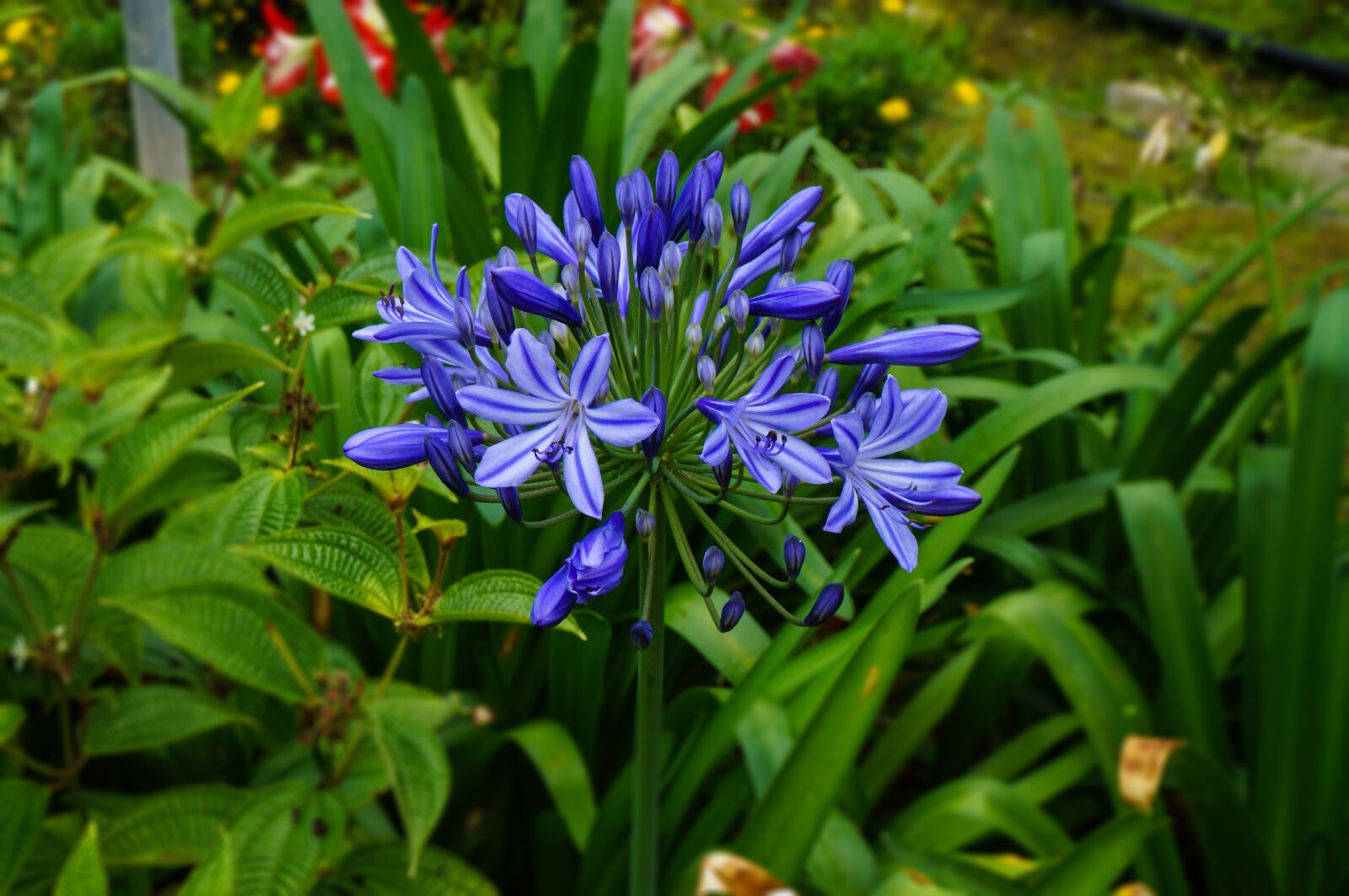 Sony Alpha NEX-3N sample photo. Flowers, blue, nature photography