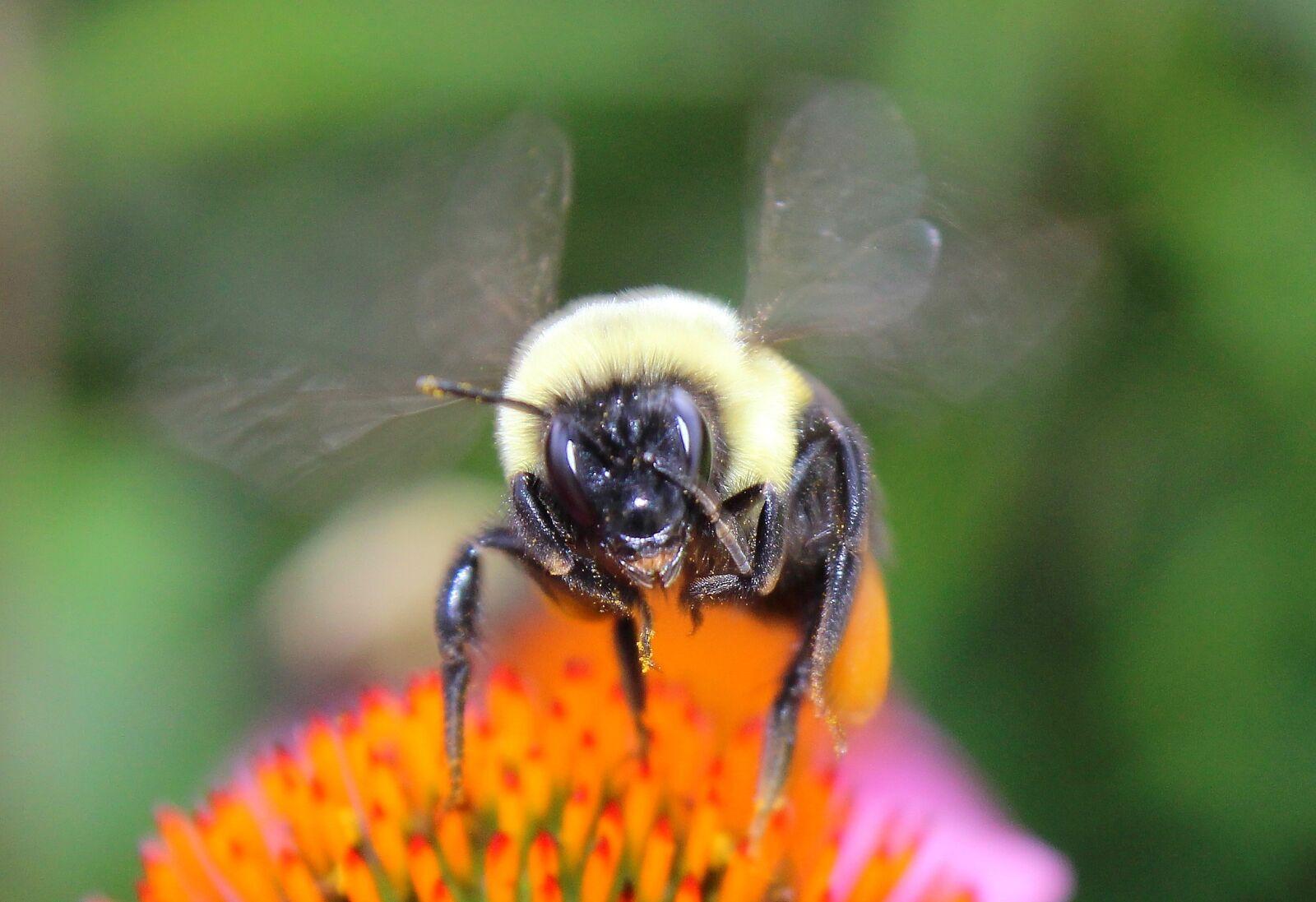 Canon EOS 600D (Rebel EOS T3i / EOS Kiss X5) sample photo. Insect, nature, outdoors photography