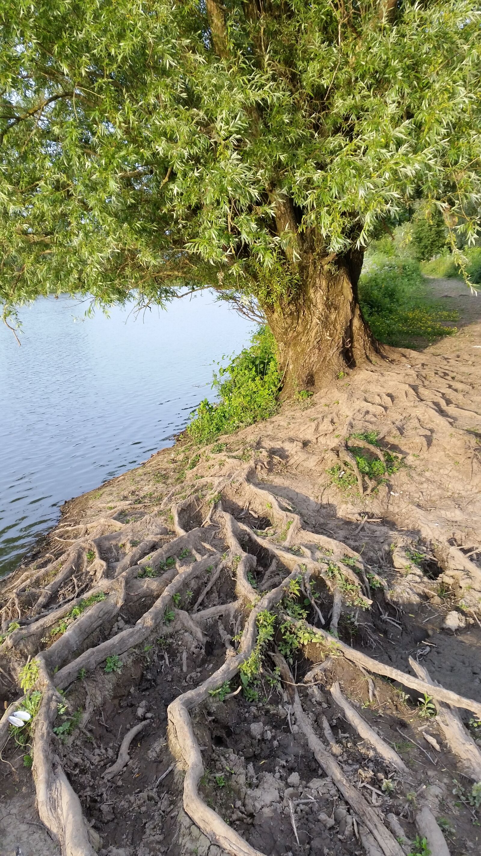 Samsung Galaxy S5 sample photo. Roots, tree, meinderswijk photography