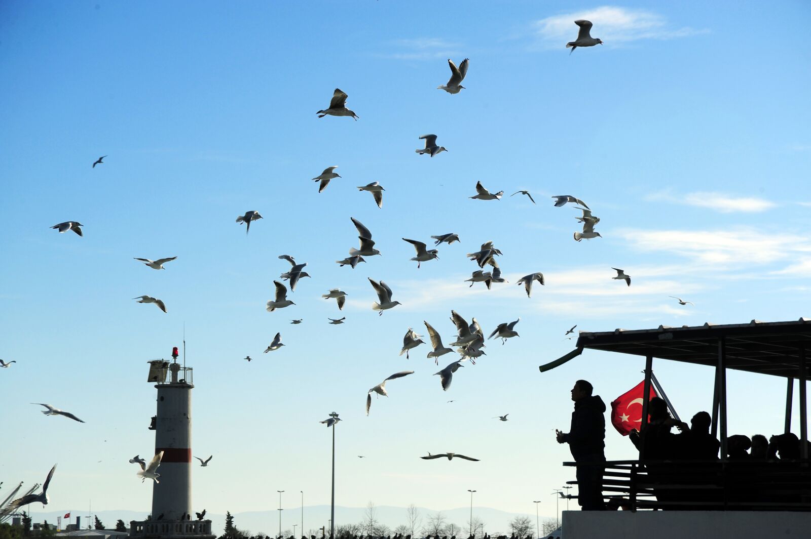 Nikon D700 sample photo. Seagulls, flying, flight photography