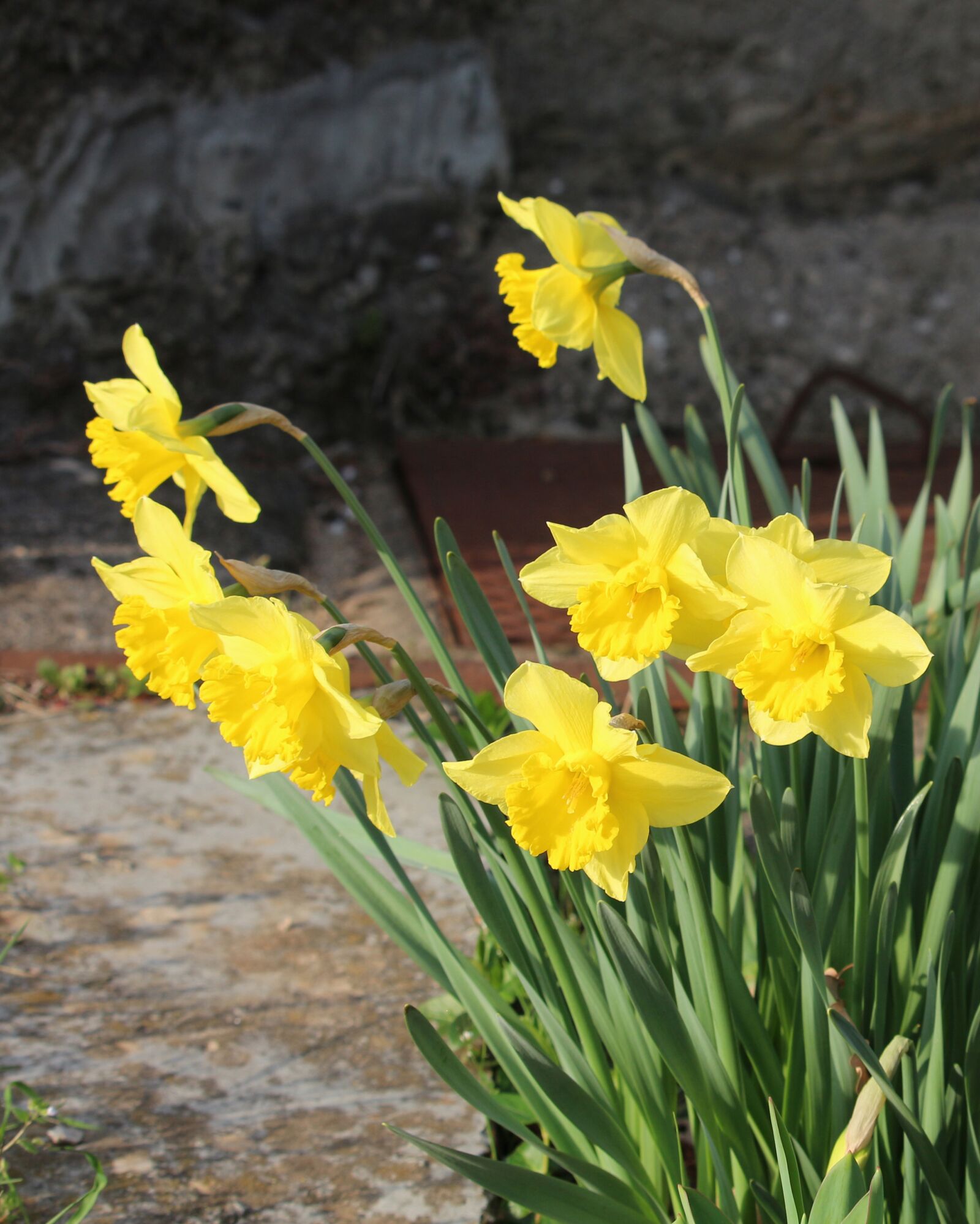 Canon EOS 700D (EOS Rebel T5i / EOS Kiss X7i) sample photo. Daffodil, daffodils, spring photography