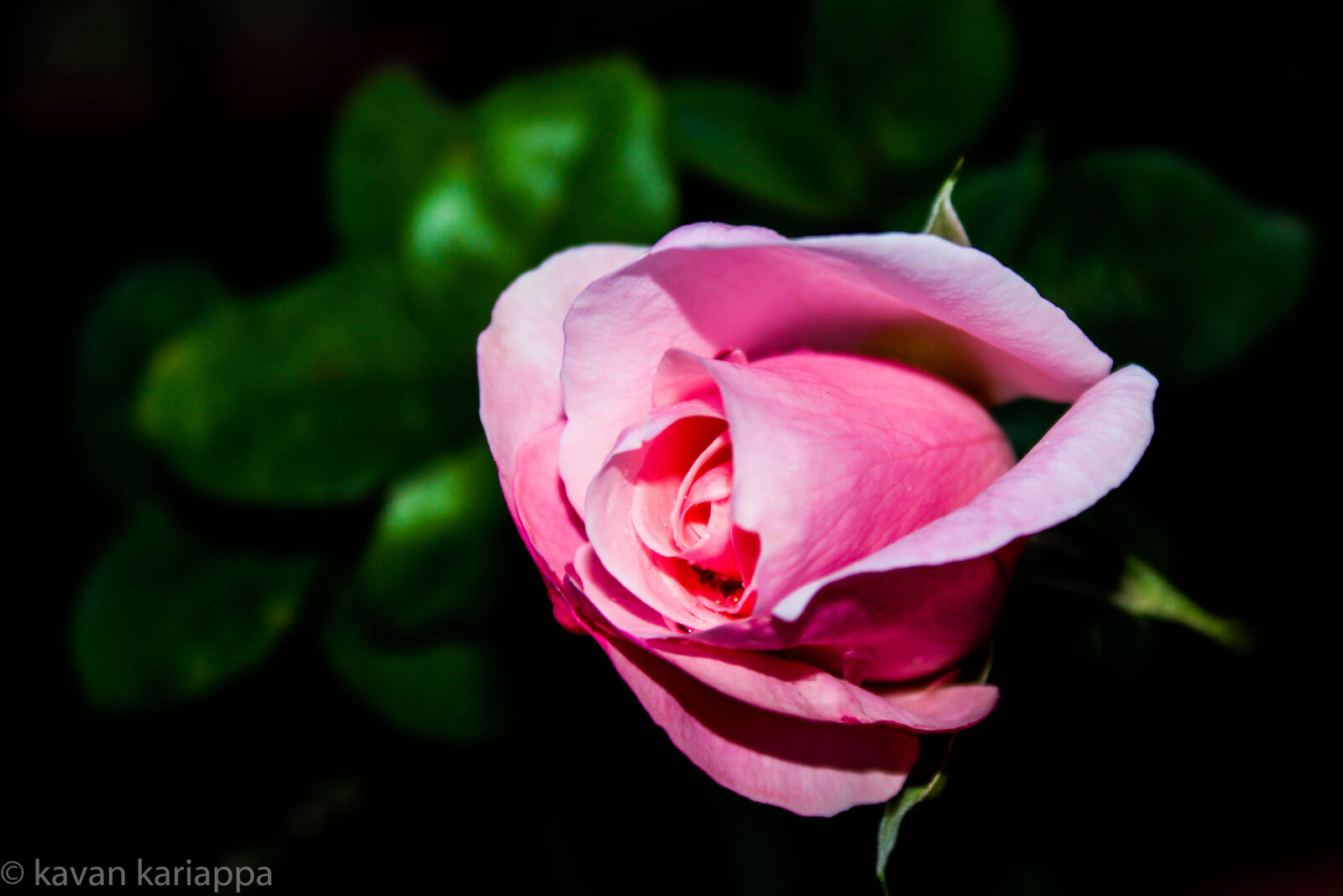 Canon EOS 700D (EOS Rebel T5i / EOS Kiss X7i) sample photo