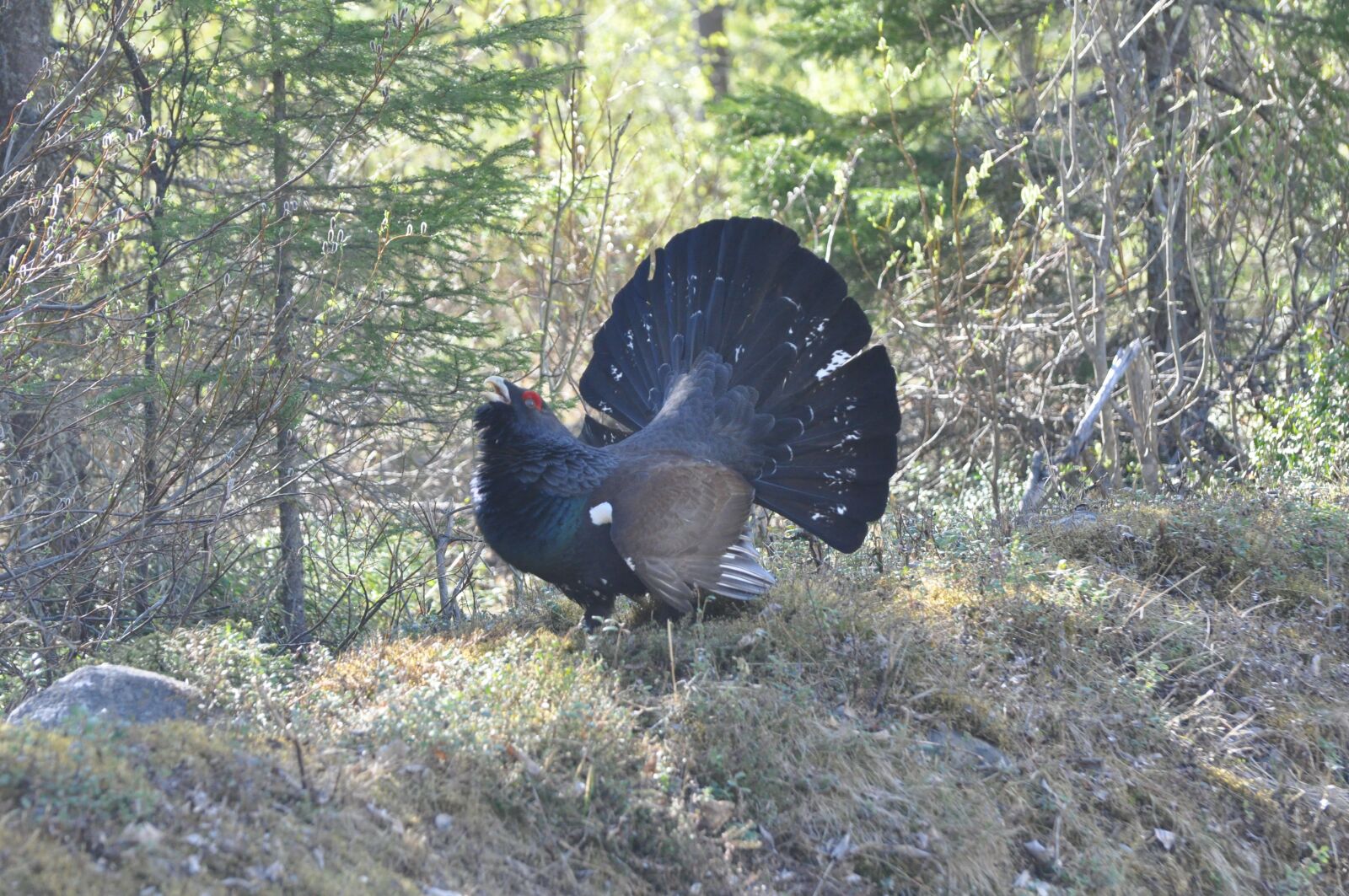 Nikon D90 sample photo. Finland, capercaillie, auerhahn photography