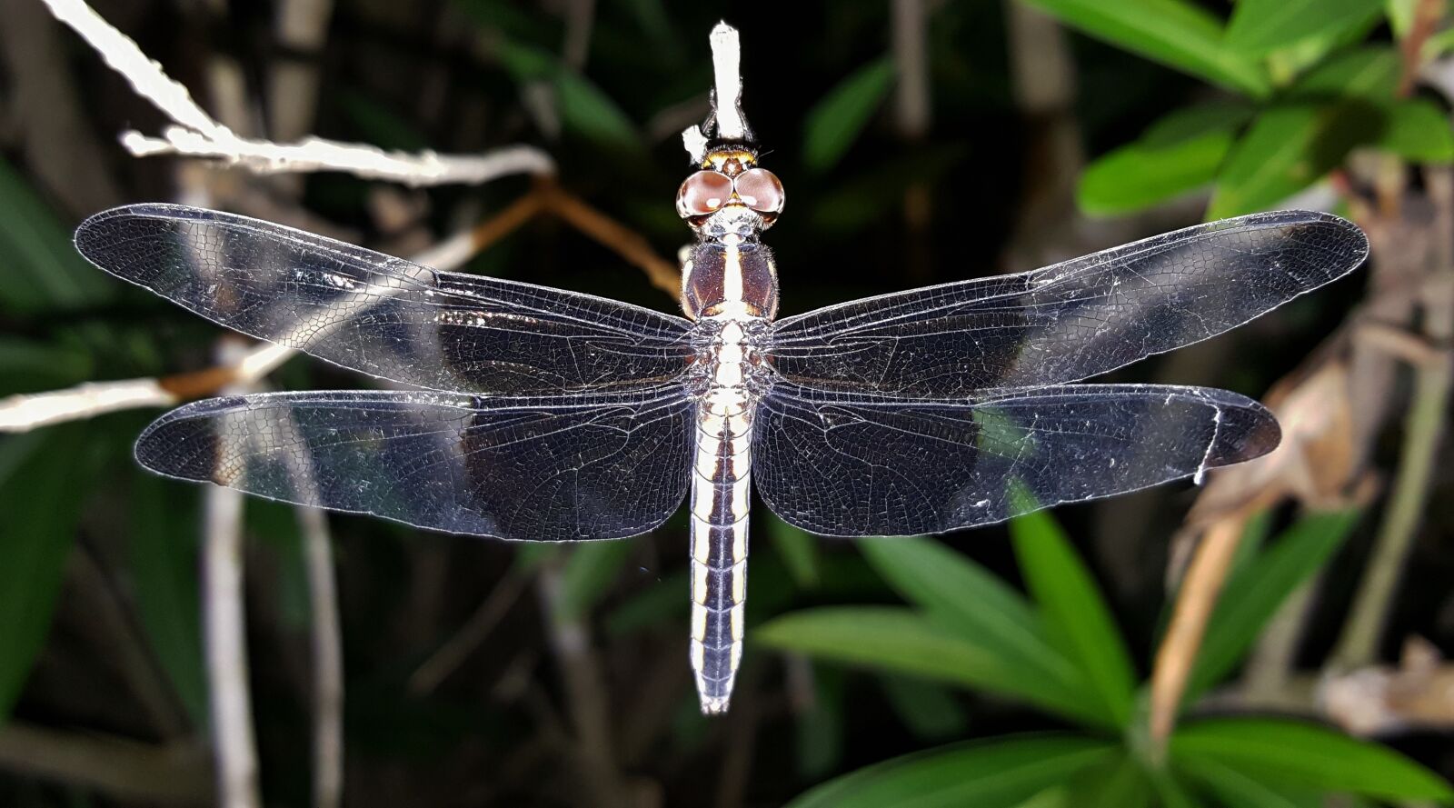 Samsung Galaxy Note5 sample photo. Dragonfly, insect, winged insect photography