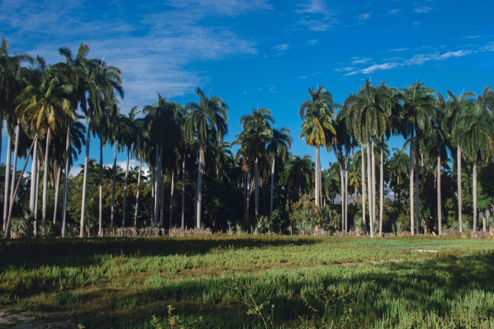 Nikon D3200 sample photo. Palmas, landscape, field photography