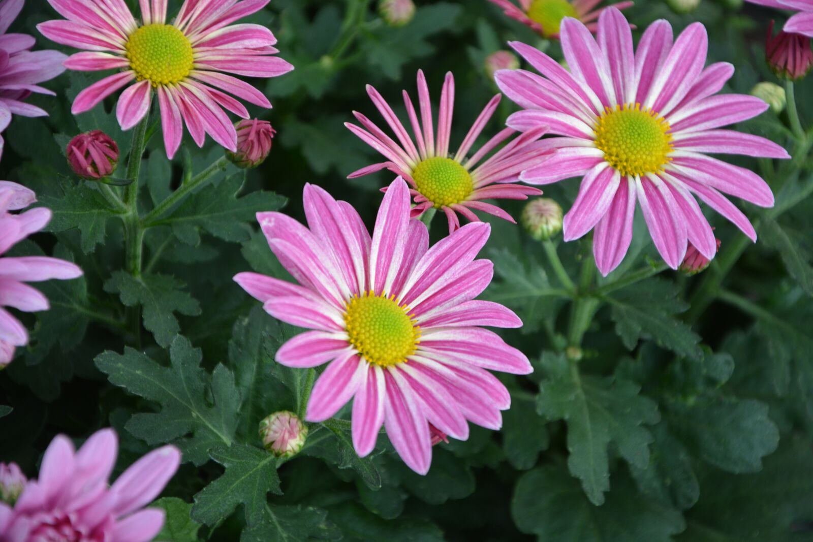 Nikon D5200 sample photo. Flowers, colors, yellow white photography