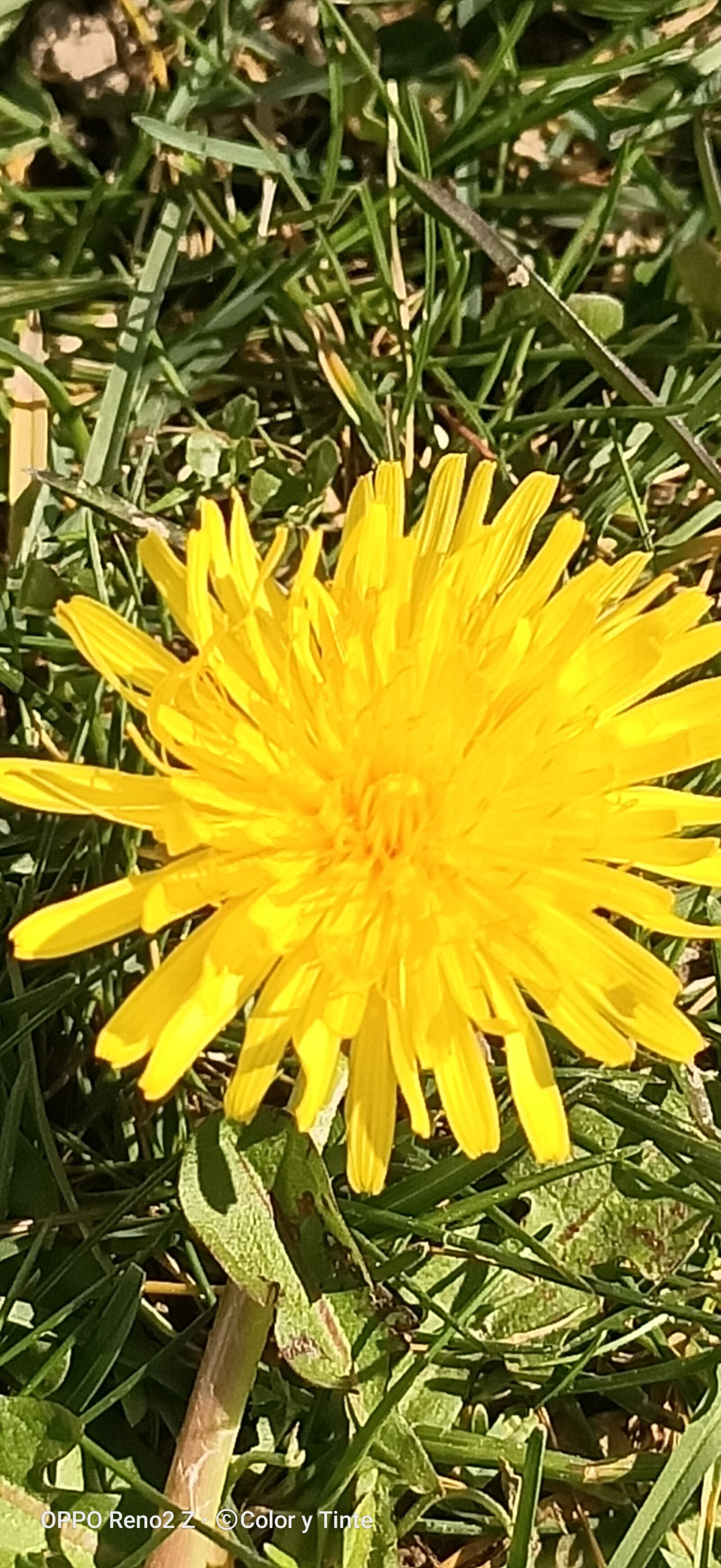 OPPO RENO2 Z sample photo. Flower, flower field, yellow photography