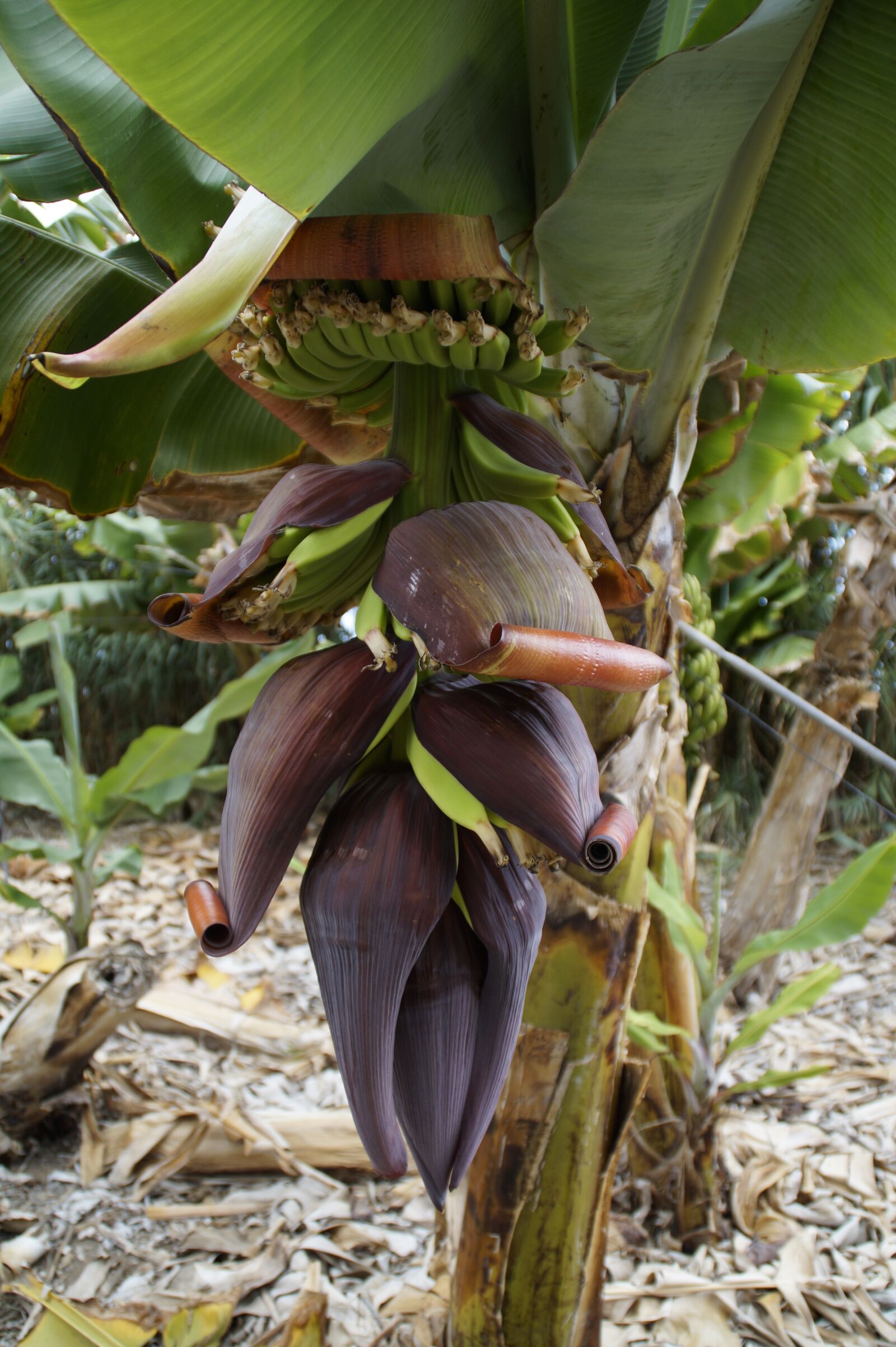 Sony SLT-A58 sample photo. Banana plantation, banana cultivation photography