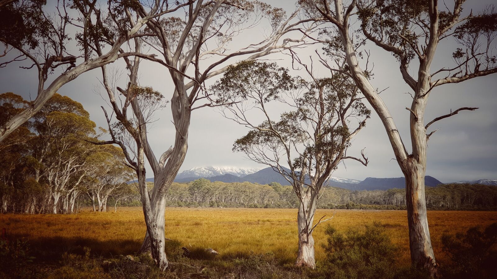 Samsung Galaxy S9+ sample photo. Nature, landscape, australia photography