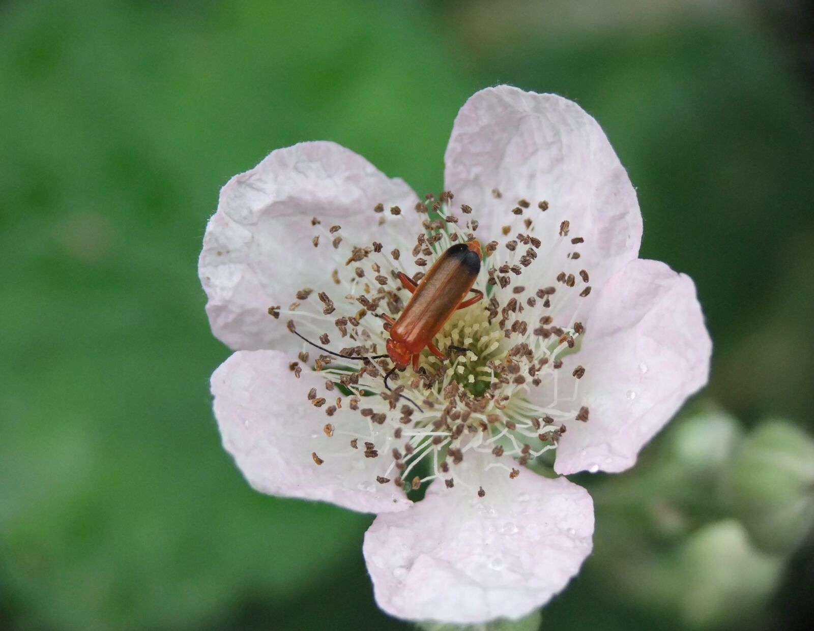 FujiFilm FinePix S200EXR (FinePix S205EXR) sample photo. Insect, petal, flower photography