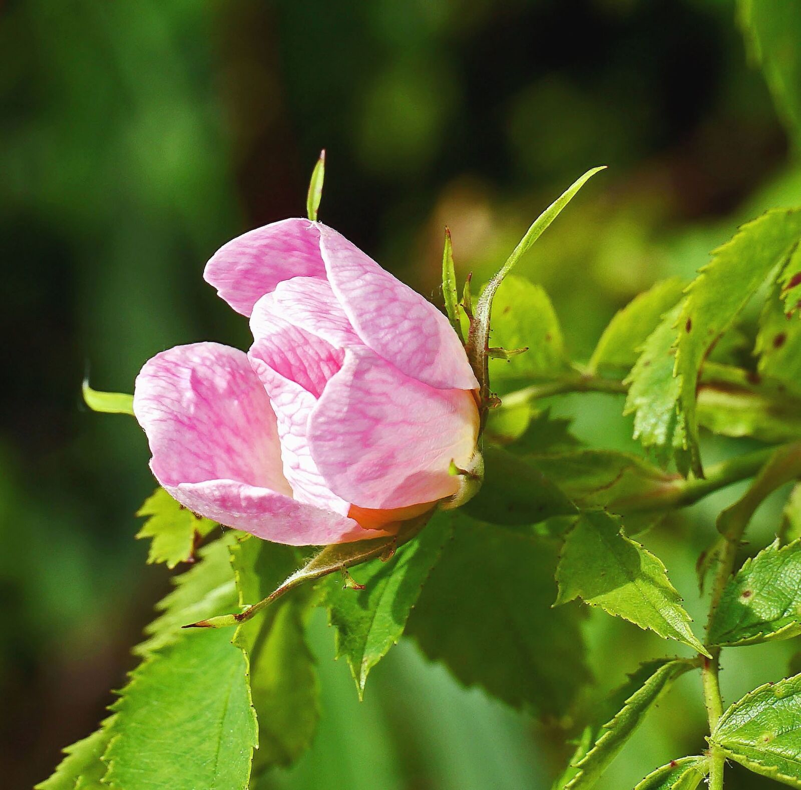 Panasonic Lumix DMC-G3 sample photo. Rose, pink, flower, petal photography