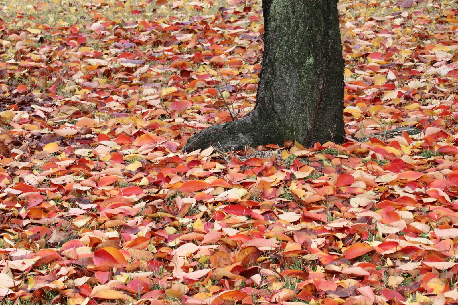 Canon EOS 800D (EOS Rebel T7i / EOS Kiss X9i) sample photo. Autumn leaves, maple, autumn photography