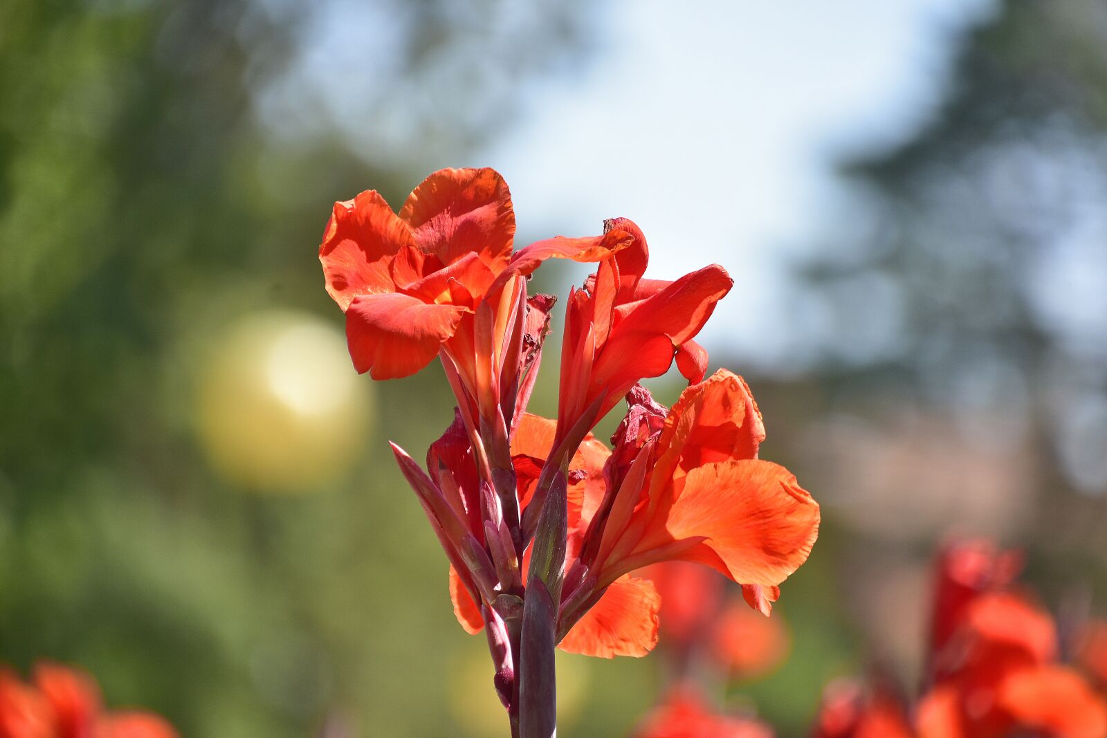 Nikon D7200 sample photo. Flower, garden, plant photography