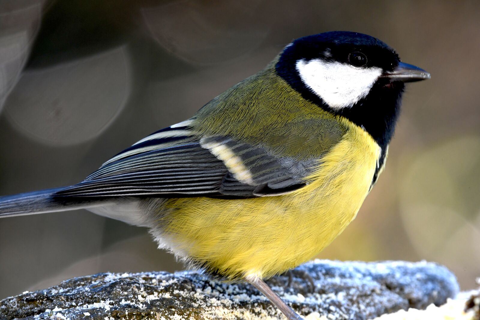 Nikon D7500 sample photo. Titmouse, bird, livery photography